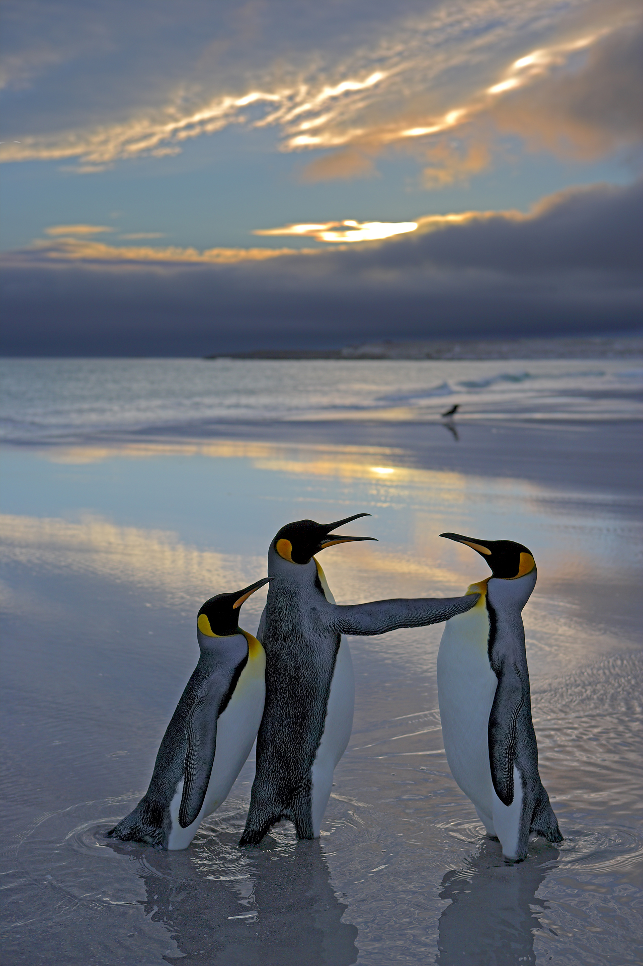 Description: This image was taken in South Georgia, it really does show a male king penguin trying to make a move on a female who has already paired up with her male. The body position and wing posture make the message clear - "back off!" *** 