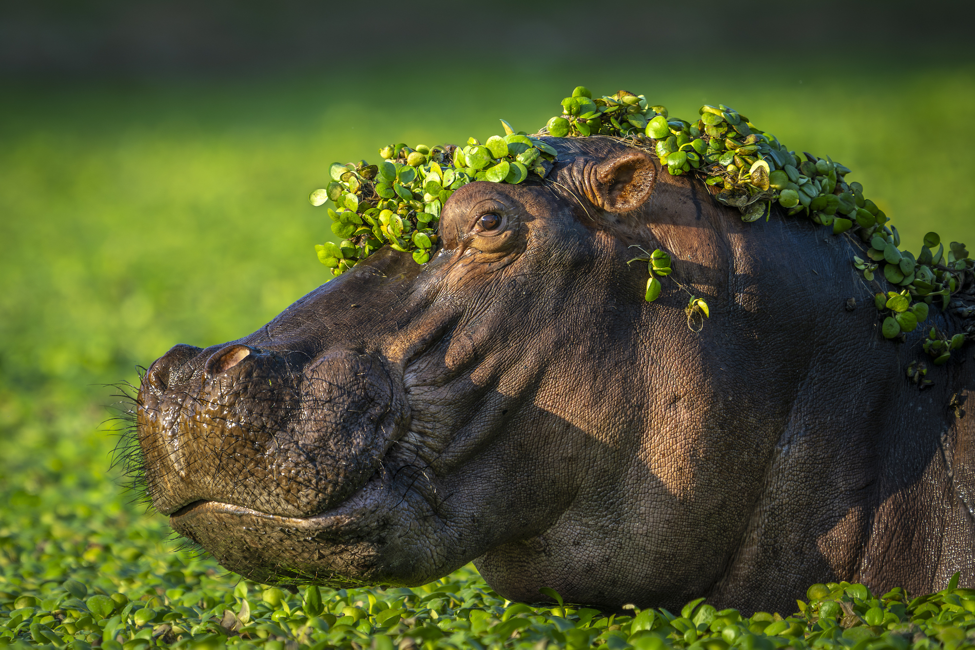 The Comedy Wildlife Photography Awards 2024 Artur Stankiewicz Zgorzelec Poland Title: I'm too sexy for my love Description: One of the 'lazy' mornings we have decided to stop by the pool with hippos while in Mana Pools NP. My idea was to try and catch fighting hippos, yet, they all were quite peaceful. I have positioned on the bank, safely from the potential charge and waited. Some of them raised their heads in curiosity or when proximity to the other individuals was too close. Then I got this idea to catch the portrait with water plants decorating the head, It looked like the guy just got our of the hairdresser with a big smile on his face :) Animal: Hippopotamus Location of shot: Mana Pools NP, Zimbabwe