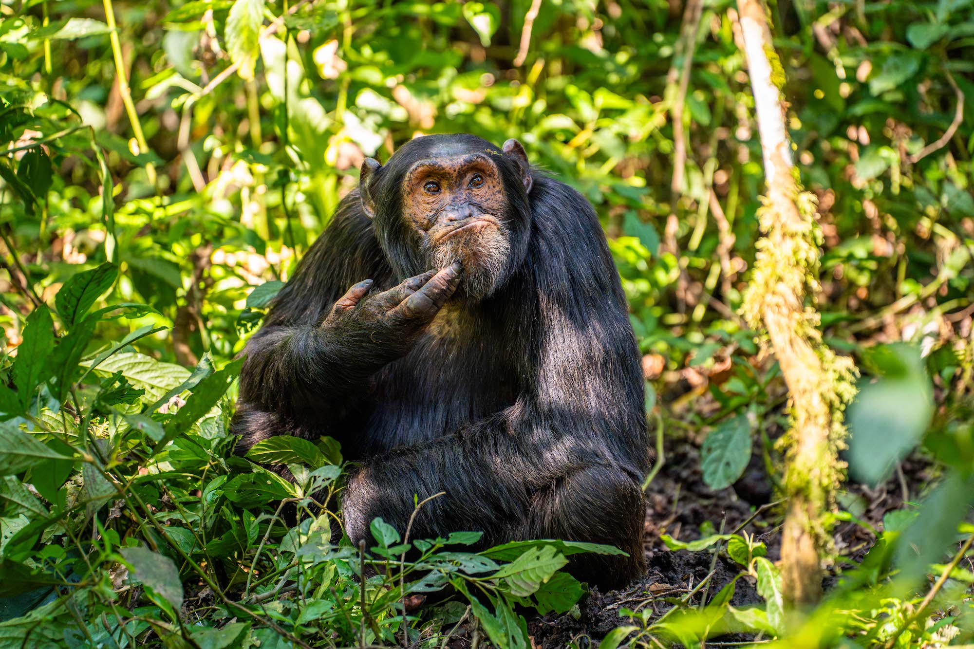 The Comedy Wildlife Photography Awards 2024 Arvind Mohandas Offenbach am Main Germany Title: The Contemplative Chimpanzee Description: Shot in the jungles of Uganda, following a group of around 50 chimpanzees. This one was obviously comtemplating an important issue, on a day of realization and reaffirmation of how close chimpanzees are to humans! Animal: Chimpanzee Location of shot: Uganda