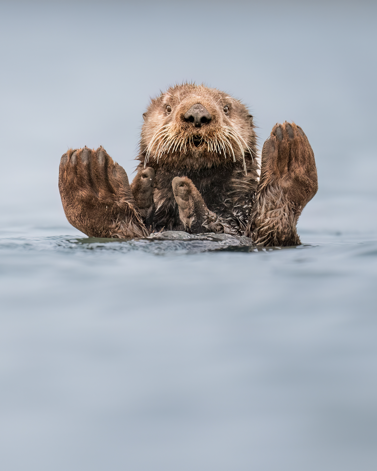 The Comedy Wildlife Photography Awards 2024 Charles Janson Huson United States Title: Otter Guru Description: In a kayak with my camera balanced precariously on the gunnel, I stayed very still while floating by this resting Sea Otter. It stayed relaxed (you can tell because it is still floating on its back) and kept on grooming its fur. With its peaceful face and upturned paws, it reminded me of a Guru meditating. Animal: Sea Otter Location of shot: Elkhorn Slough, California