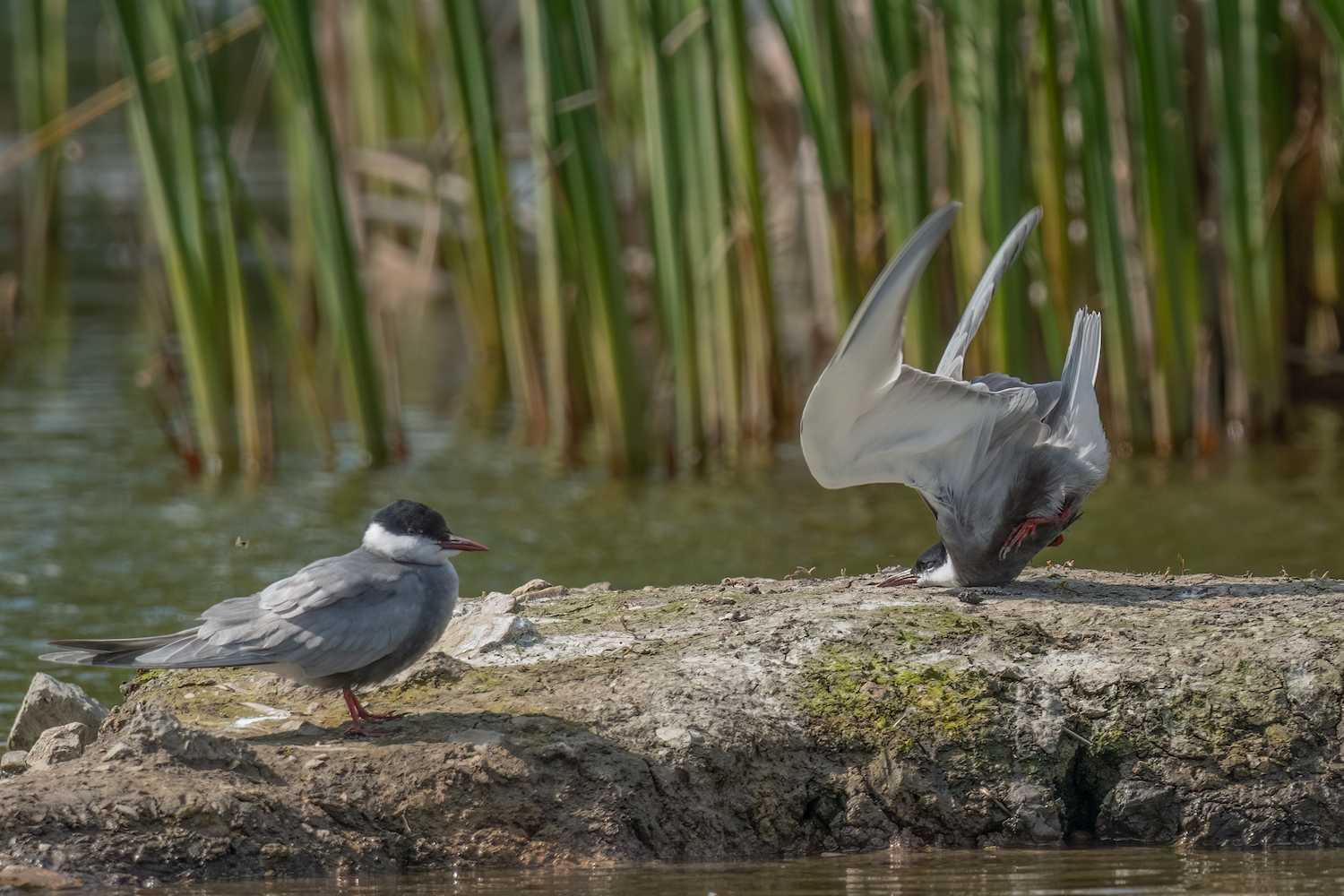 The Comedy Wildlife Photography Awards 2024 Damyan Petkov Svishtov Bulgaria Title: Whiskered tern crash on landing Description: Whiskered tern head hit the rock when try to land Animal: Whiskered tern Location of shot: Svishtov, Bulgaria