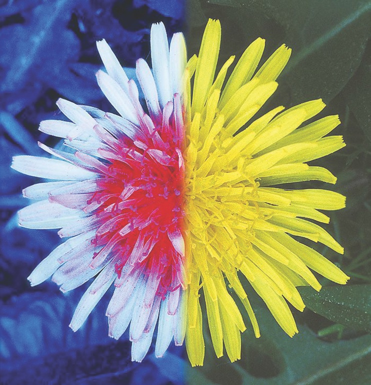 a dandelion divided in half: one half appears white and red, the other yellow