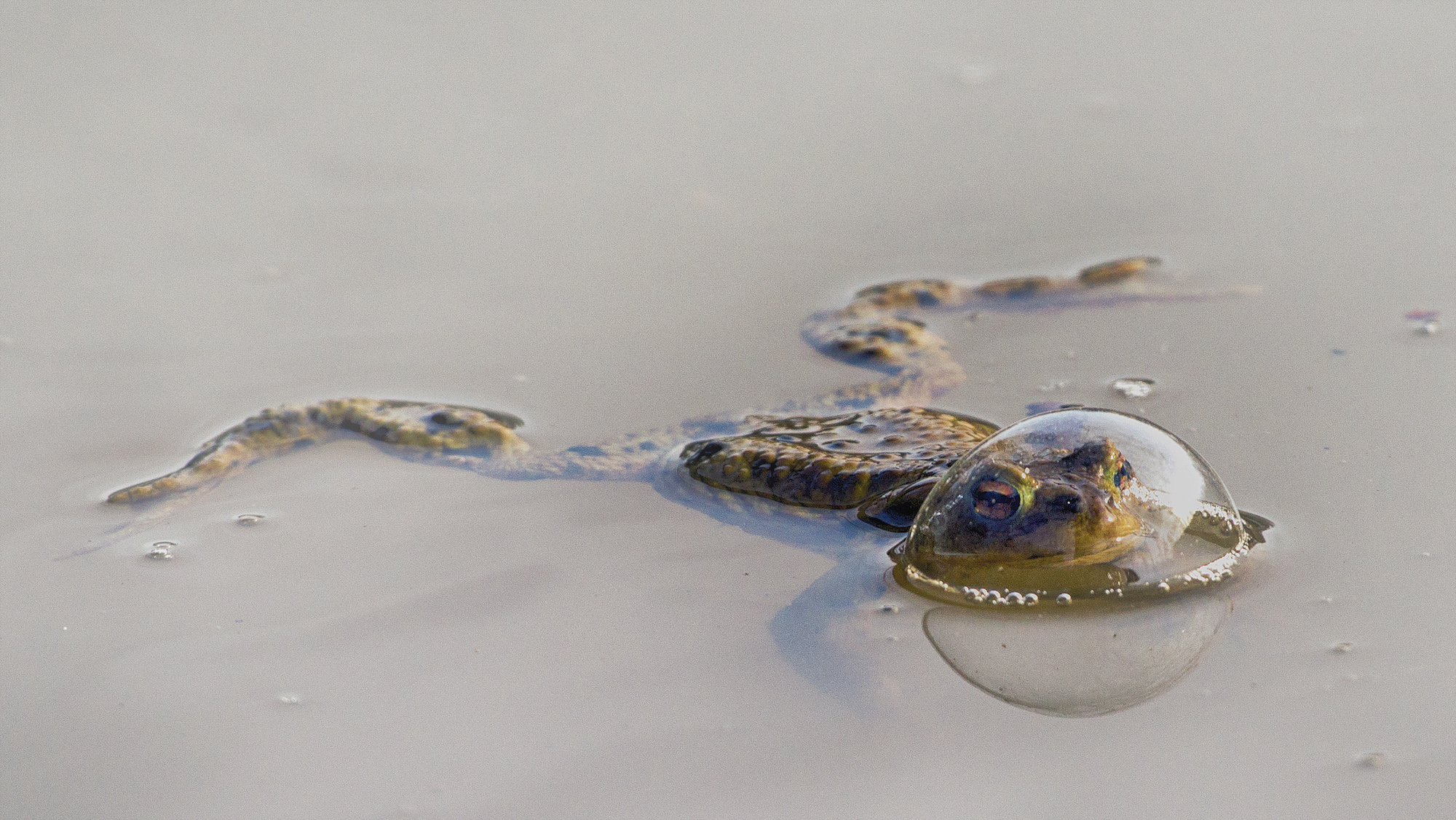 The Comedy Wildlife Photography Awards 2024 Eberhard Ehmke Schlüchtern Germany Title: Frog in in a baloon Description: During a photo shoot at the pond I discovered this frog with its head in a bubble. This resembles a tree bell. Animal: Frog Location of shot: Bergwinkel, Germany