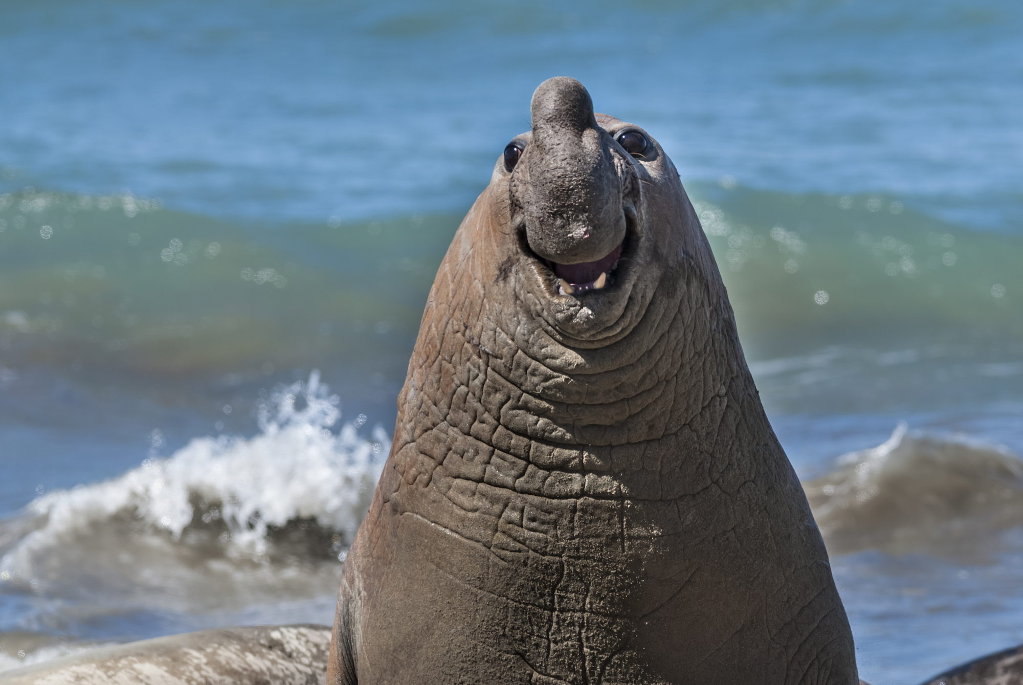 The Comedy Wildlife Photography Awards 2024 Gabriel Rojo Macachin Argentina Title: Smiling Elephant Seal Description: These multi-ton giants fight to keep their harem of females. In the instant of the photo, the animal seems to be smiling... but the reality of the situation is that its expression of astonishment and smile is at the moment of fleeing quickly, because the dominant male was on his way to a bloody fight. It is better to preserve physical integrity... I better go... Animal: Southern Elephant Seal Location of shot: Peninsula Valdes, Chubut Province, Argentina