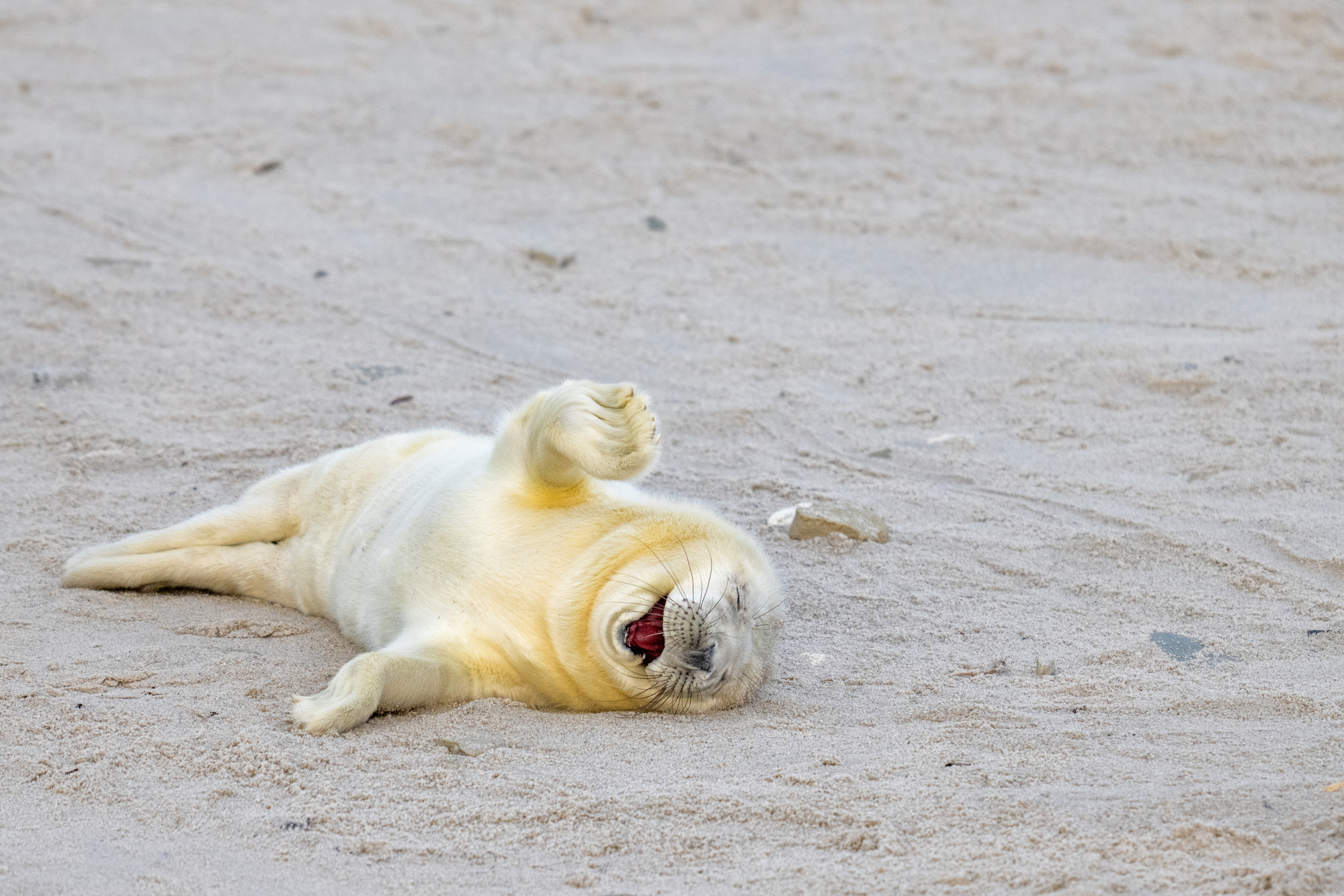 The Comedy Wildlife Photography Awards 2024 Ingo Hamann Bad Homburg Germany Title: Laughing out loud Description: This newborn seal seems to be laughing at a good joke. Animal: Seal Location of shot: Helgoland, Germany