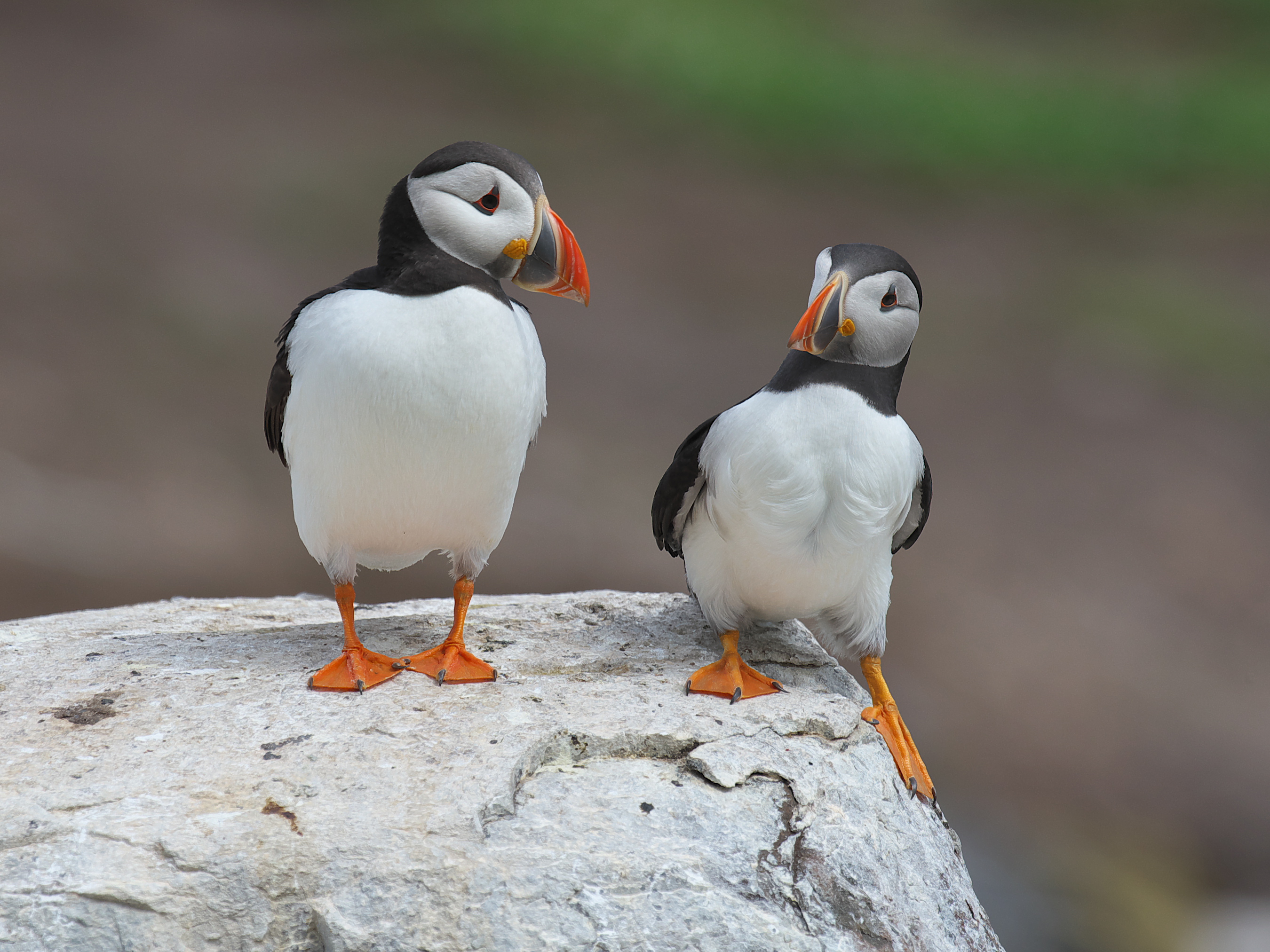 The Comedy Wildlife Photography Awards 2024 Jörn Cl Bielefeld Germany Title: Where do you think you are going??? Description: This picture was taken in 2015 during my first visit to the Farne Islands (UK). The islands were full of puffins, kittywakes, shags, guillemots and razorbills, and I never before and since then have taken so many photos in such a short time. I think I really "saw" this image only later that day when I checked my haul. Animal: Puffin Location of shot: Farne Islands, Inner Farne, UK