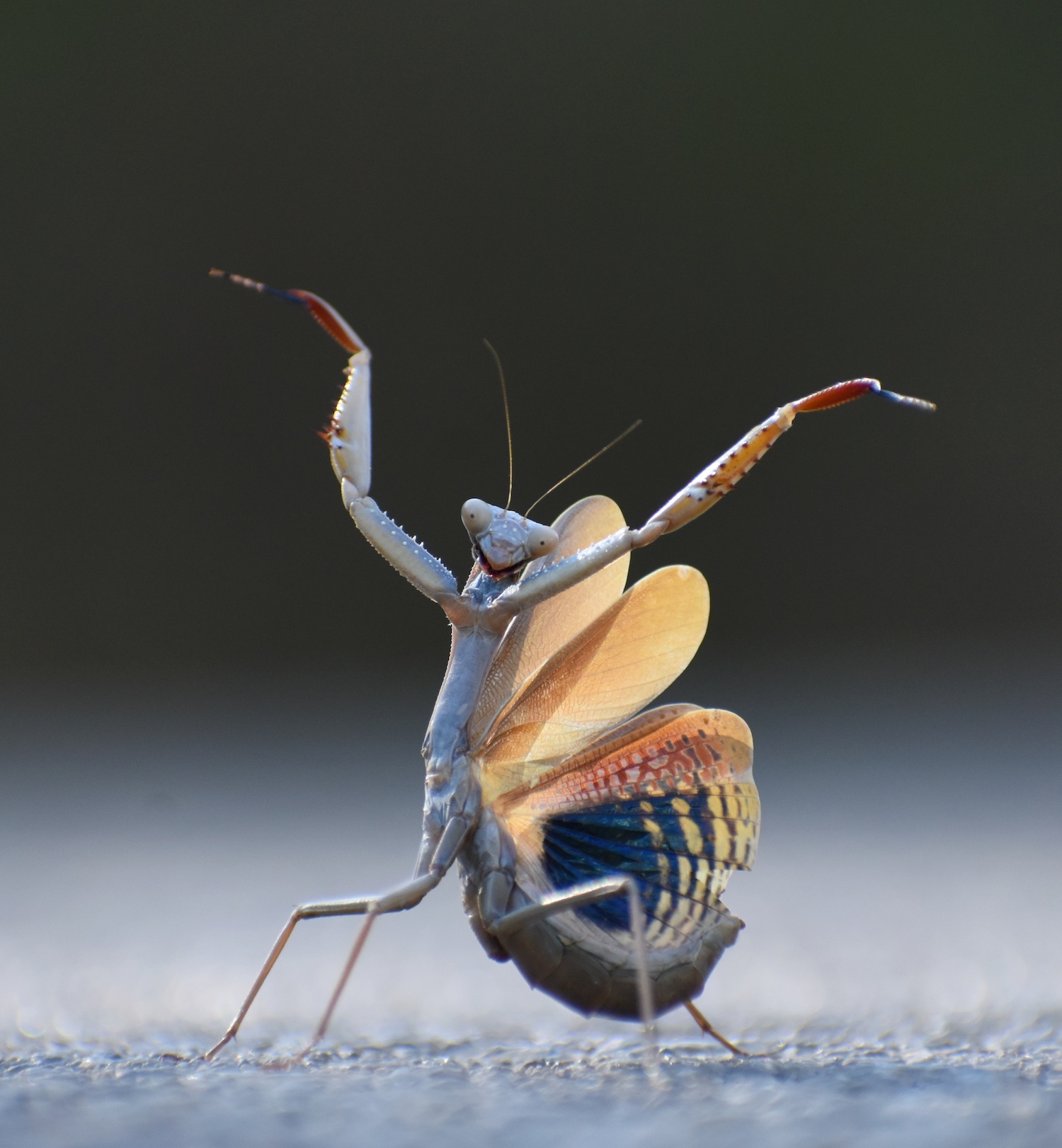 The Comedy Wildlife Photography Awards 2024 Jose Miguel Gallego Molina CastellÃ³n Spain Title: Mantis flamenca Description: De vuelta de mi paseo fotogrÃ¡fico en un pantano cerca de mi localidad (Pantano el Sitjar), frenÃ© mi coche de repente en la carretera al ver que alguien me ordenaba parar. AquÃ­ fue cuando vi por primera vez a mi amiga la Mantis flamenca. Os podrÃ©is imaginar la cara del resto de coches que pasaban, al ver un coche con los intermitentes y la puerta abierta, parado en el arcen y un loco tumbado en el suelo con la camara en la mano. Animal: Mantis mediterrÃ¡nea - Iris oratoria Location of shot: Onda (CastellÃ³n)