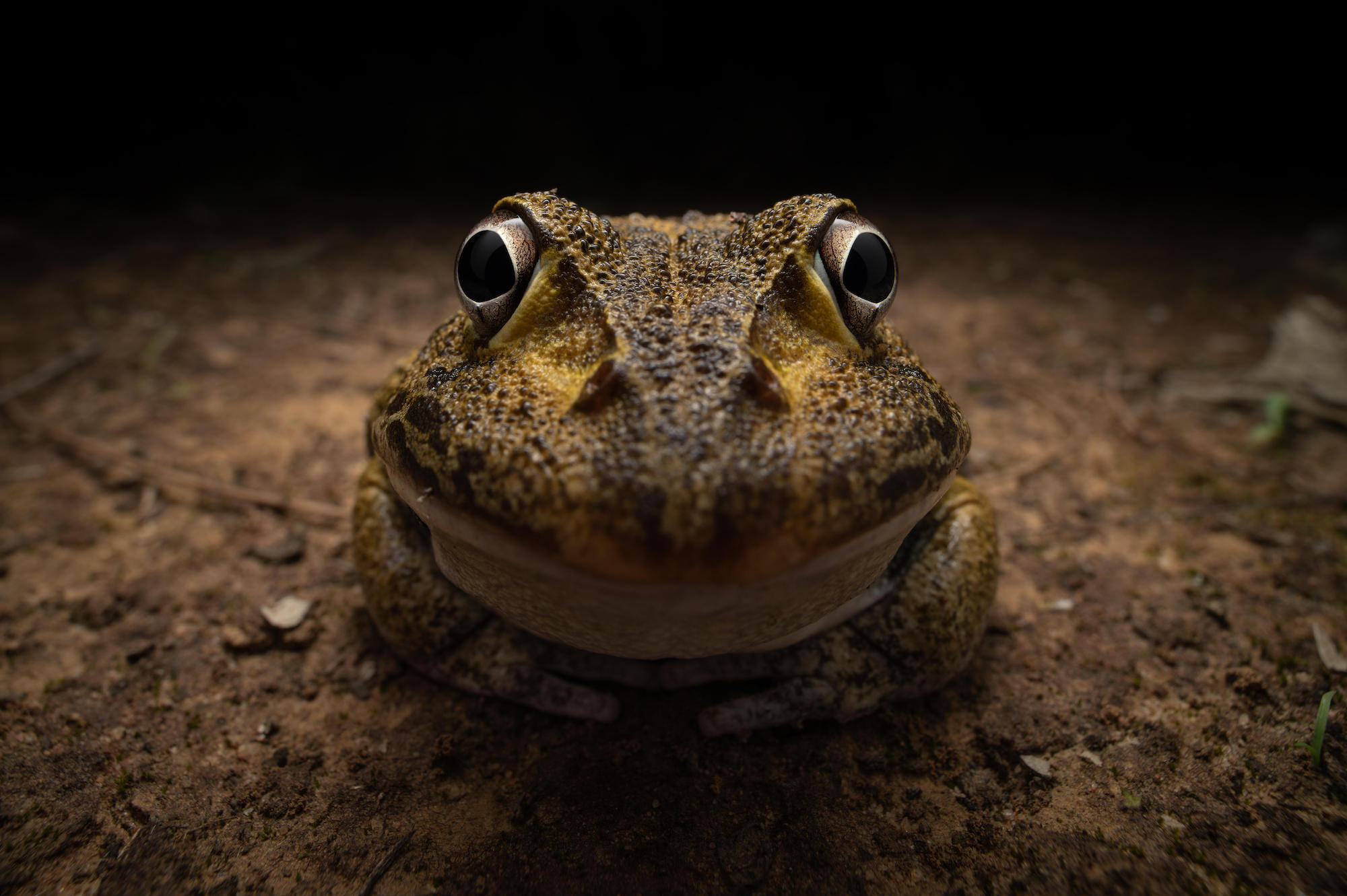 The Comedy Wildlife Photography Awards 2024 Kingston Tam Gatton Australia Title: Awkward smiley frog Description: I asked this frog to smile for the camera but it seemed a little shy. Animal: Cyclorana novaehollandiae Location of shot: Queensland, Australia