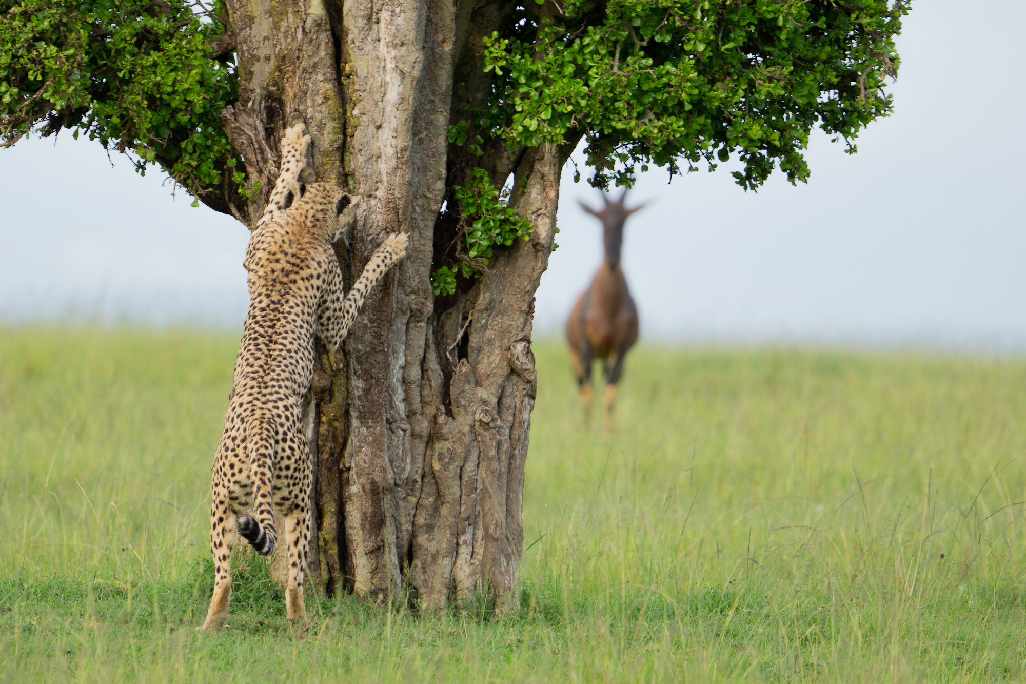 The Comedy Wildlife Photography Awards 2024 Leslie McLeod Ottawa Canada Title: Hide and Seek Description: We were on safari in Kenya and happened upon this beautiful female who was looking for a mate. A group of topi were also keeping a pretty close eye her as she left messages for a potential partner on various trees. This shot makes me think that the cheetah is just about to shout out, "ready or not, here I come!" Animal: Cheetah Location of shot: Mara North Conservancy