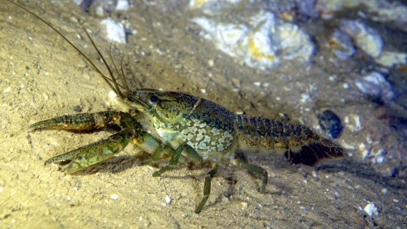 marbled crayfish