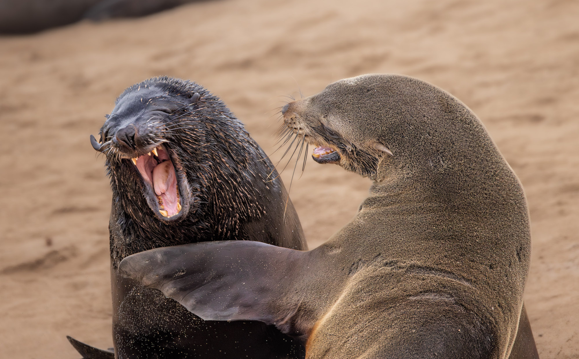 The Comedy Wildlife Photography Awards 2024 Marti Phillips Tiburon United States Title: Are You Kidding? Description: Two Cape Fur seals Animal: Cape Fur Seal Location of shot: Cape Cross Seal Reserve, Namibia