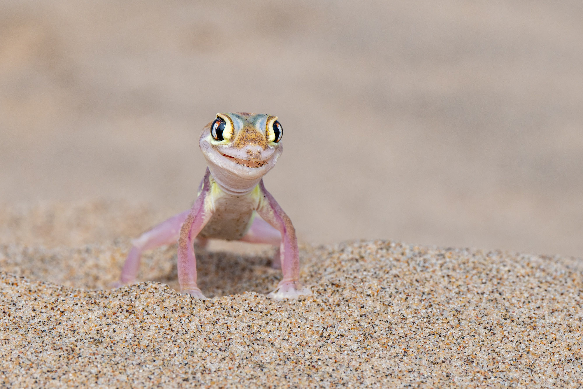 The Comedy Wildlife Photography Awards 2024 Michela Bordoli Dino Switzerland Title: Gecko fashion model Description: As we walked on the sands of the Namib Desert, a gecko suddenly appeared, emerging out of nowhere with a smile on its face. It positioned itself perfectly, posing for a portrait worthy of a National Geography cover. It seemed to say: "Take my picture, I'm ready for my cover!" Animal: Namib sand gecko Location of shot: Sandwich harbour, Namibia