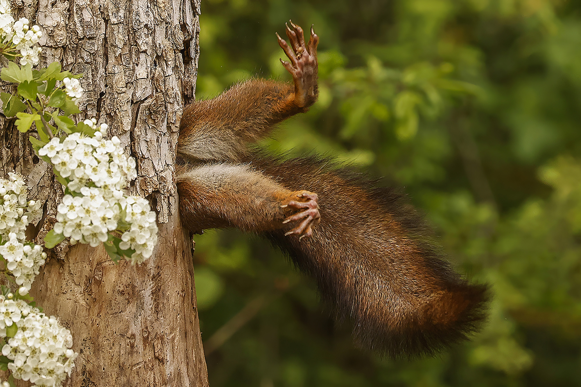 The Comedy Wildlife Photography Awards 2024 MILKO MARCHETTI FERRARA Italy Title: SQUIRREL...BLOCKED Description: WHEN THE SQUIRREL ENTERED, HE REMOVED HIS FEET FROM THE TRUNK FOR A MOMENT, AND FOR THAT MOMENT IT SEEMED AS IF HE WAS BLOCKED AT THE ENTRANCE TO THE BURIAL Animal: SQUIRREL Location of shot: ITALY - PARCO PODERE PANTALEONE