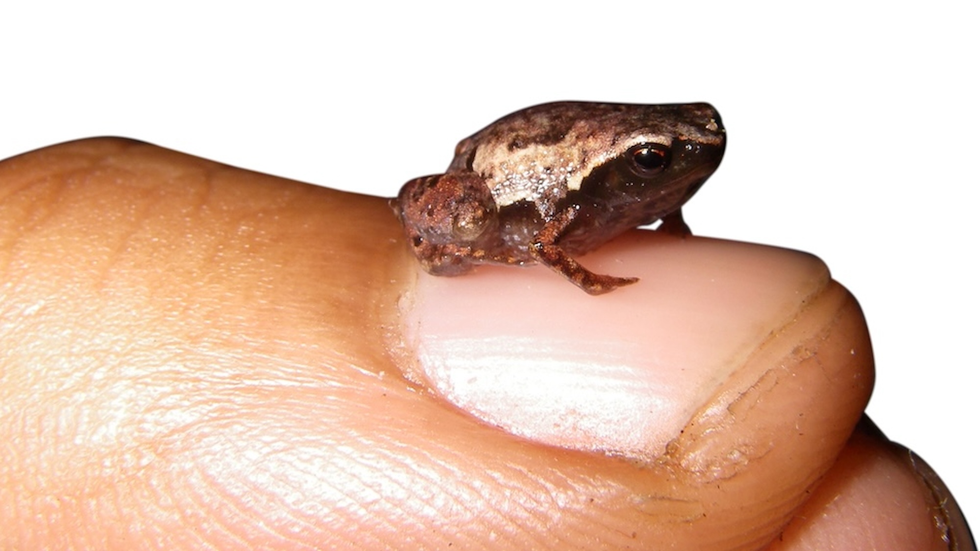 Mini mum is one of the smallest frogs in the world, described by Mark D. Scherz and his colleagues in 2019. These tiny frogs from southeastern Madagascar live in amongst the leaf litter and feed on tiny mites. They are amongst the target species of the GEMINI project, because their closest relatives are ten times larger.