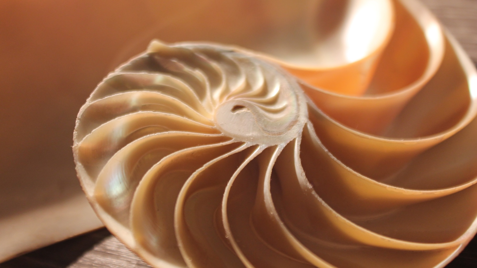 Cross section of nautilus shell