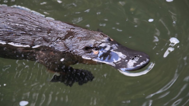 a platypus floating in a creek on the Eungella National Park , Queensland, Australia