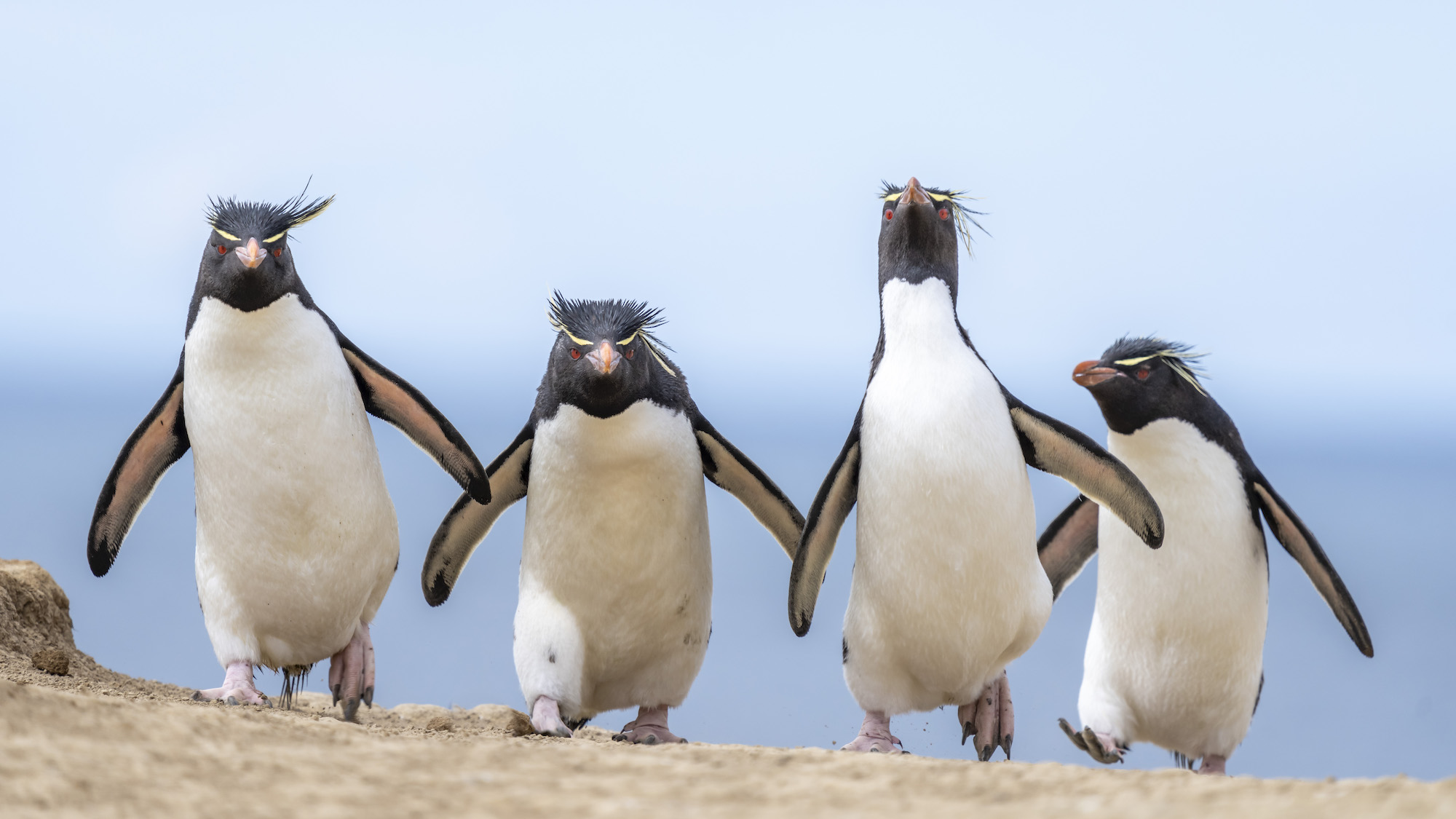 The Comedy Wildlife Photography Awards 2024 Ralph Robinson Cambridge United States Title: Gang of Four Description: On the penguin highway, these rockhoppers are moving into town, and this town ain't big enough for all of them! I set up my camera a good distance from this ridge, where rockhopper penguins were returning from feeding in the southern Atlantic ocean in the Falkland Islands. The long lens pulled them into the frame without disturbing their return to nests on the hill. I love photographing penguins after they've been in the water as they are cleaner! These birds look like they are ready to kick some penguin ass! Animal: Southern rockhopper penguin (Eudyptes chrysocome) Location of shot: Pebble Island, Falkland Islands