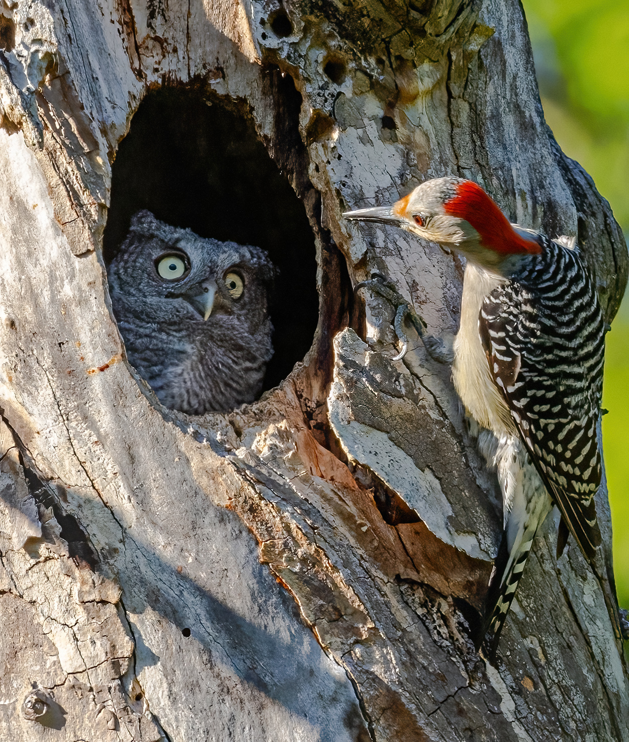 The Comedy Wildlife Photography Awards 2024 Randy Herman Hudson United States Title: You're not my mother! Description: This female Red-bellied Woodpecker had been investigating this Screech Owl nest for a couple of days; perhaps it was her nest last year? This little owlet was definitely startled, and didn't seem to know what to make of this intruder. The woodpecker moved on, and the owlet fledged with its two siblings about an hour later. Animal: Screech owlet and female Red-bellied Woodpecker Location of shot: Cuyahoga Valley National Park, Ohio, USA