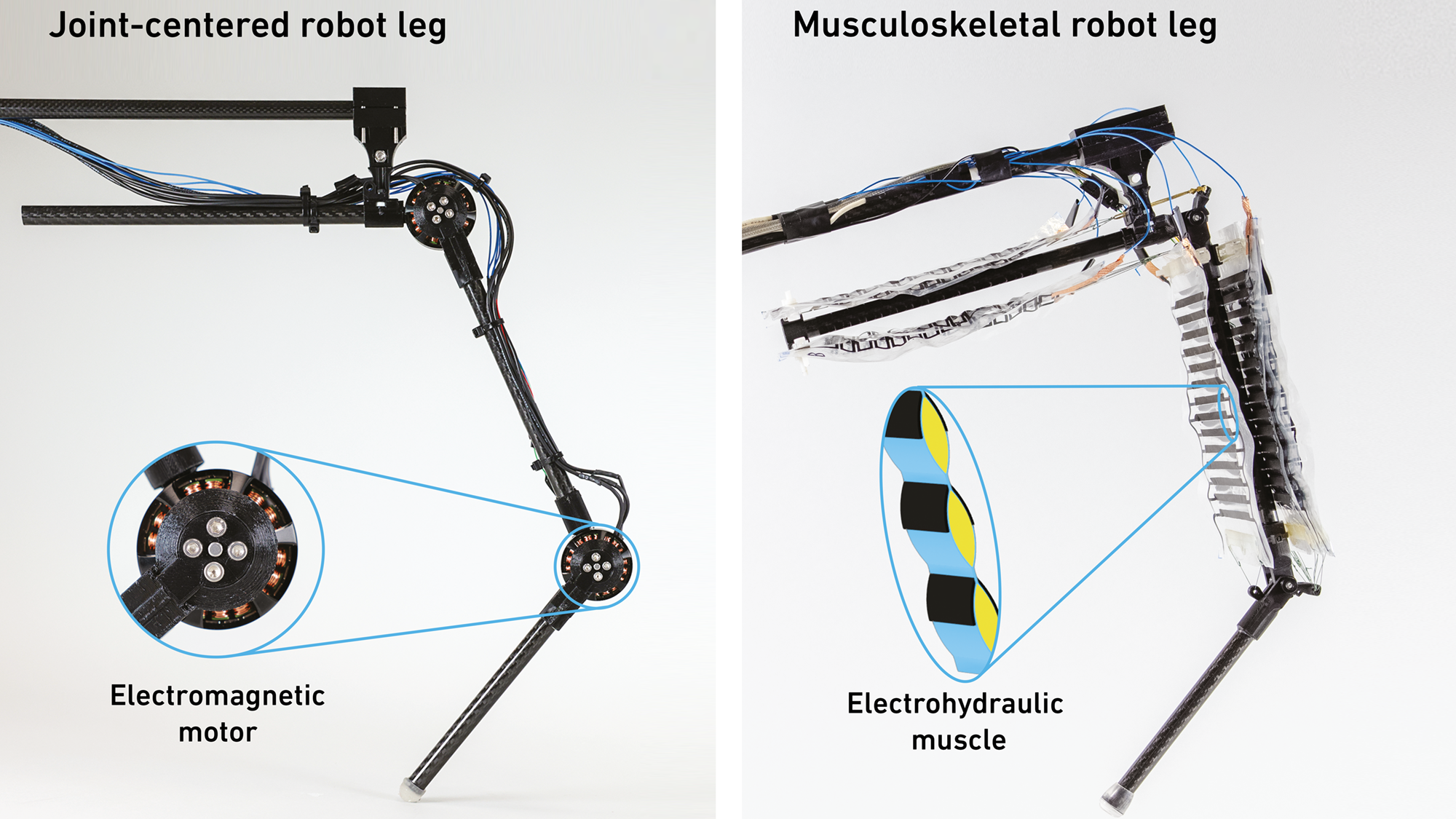 Terwijl conventionele robotbenen worden aangedreven door een elektromagnetische rotatiemotor (links), gebruiken onderzoekers voor hun bewegingsapparaat elektrohydraulische actuatoren – dat wil zeggen kunstmatige spieren (rechts)