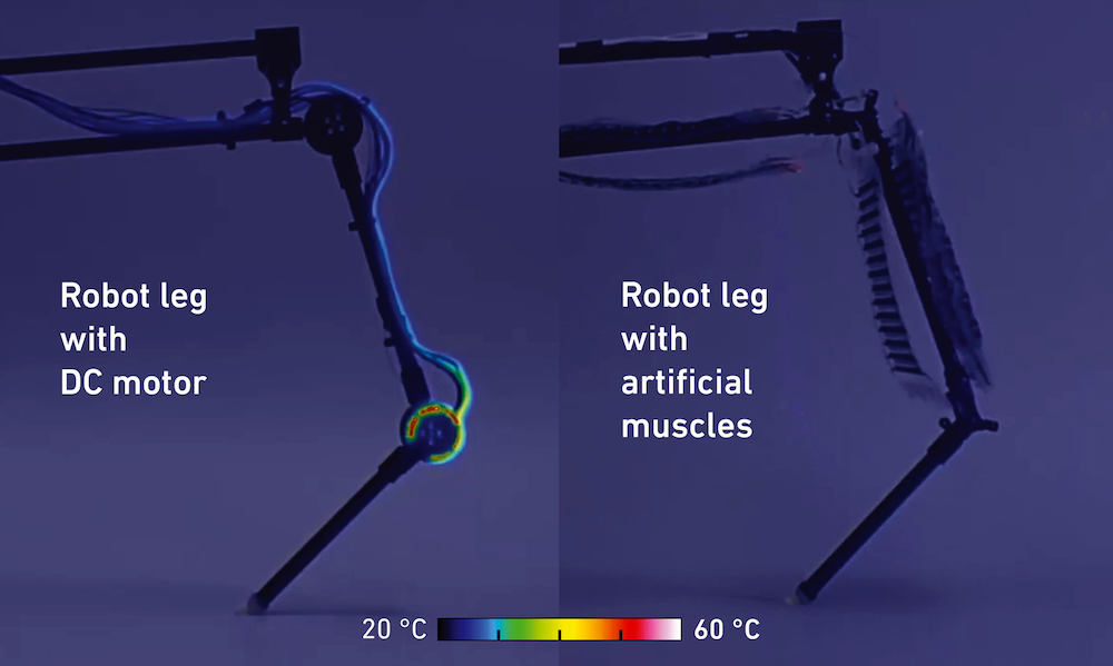 When robotic legs have to hold a certain position for a long time, a lot of current flows through the DC motor that drives them (left). Over time, energy is lost in the form of heat. In contrast, the artificial muscles (right), which work on the principle of electrostatics and are efficient, remain cold, because no current flows through them under a constant load.