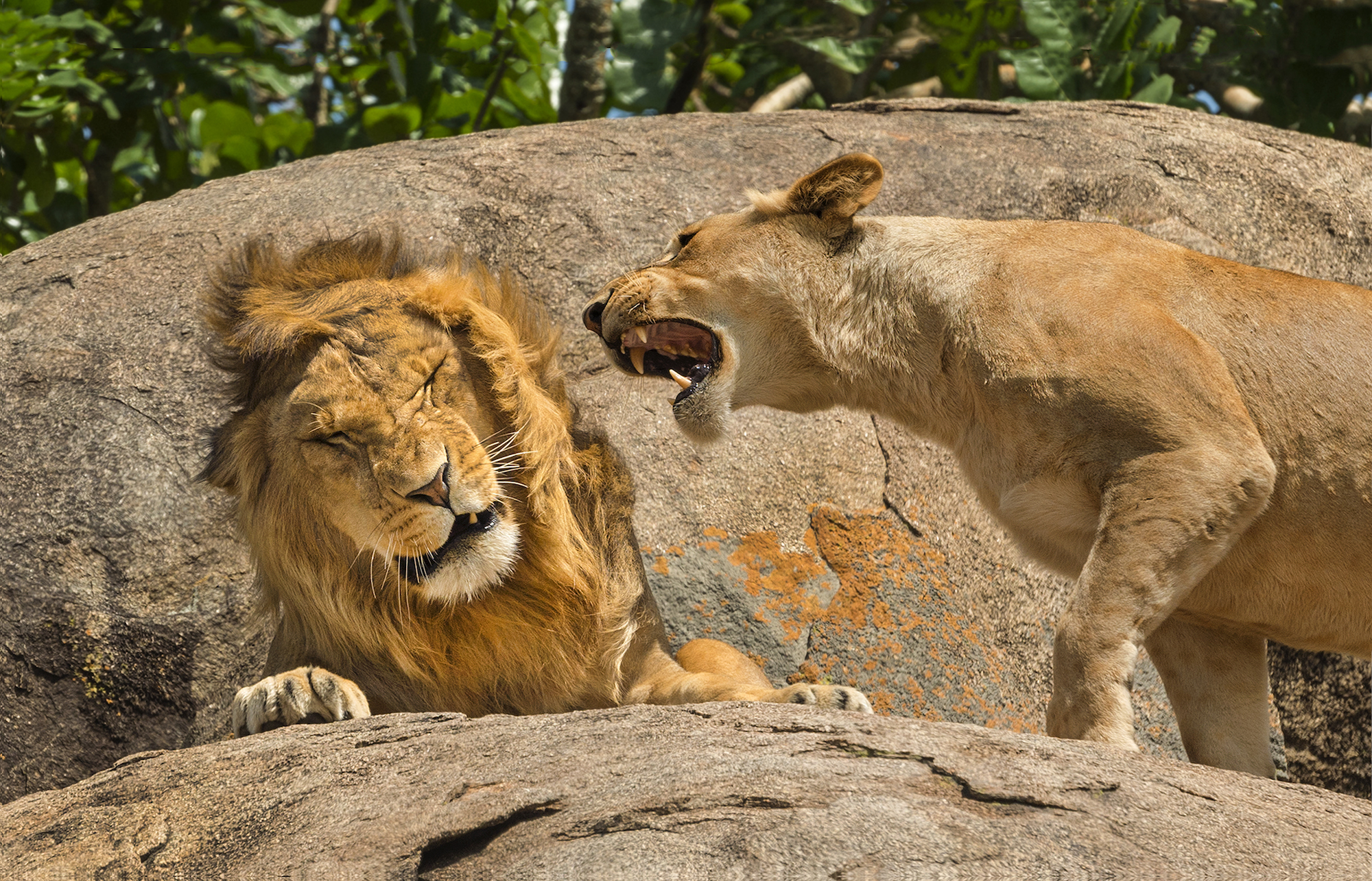 The Comedy Wildlife Photography Awards 2024 SCOTT FRIER Ocean Shores United States Title: Nagging is a Universal Concept Description: I liked this image as It reminds me of the old TV commercial for Maxell audio cassette tapes called: "Blown Away Guy". On safari in Serengeti National Park in Tanzania we hung around a Kopji of rocks because there were lion cubs being nursed when this action happened. I was just lucky enough to catch it. I have this image printed and hung on a wall of my home, everybody who sees it laughs at it. One of those people mentioned that I should entered it in this contest so here it is. Animal: Lion & Lioness Location of shot: Serengeti National Park, Tanzania