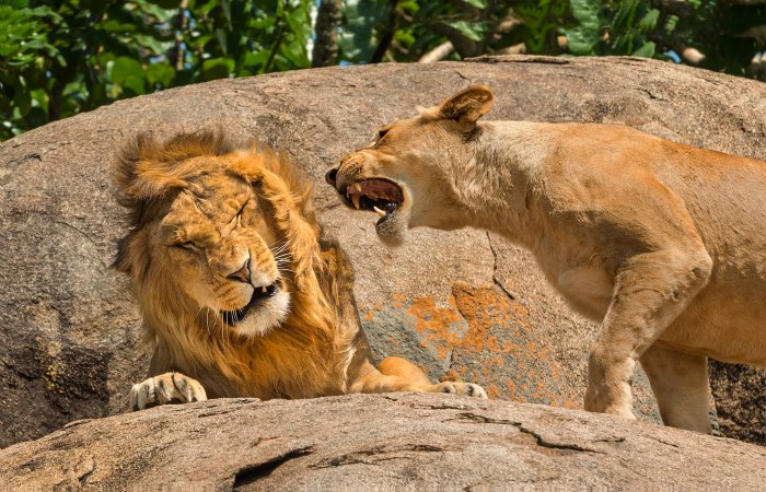 The Comedy Wildlife Photography Awards 2024 SCOTT FRIER Ocean Shores United States Title: Nagging is a Universal Concept Description: I liked this image as It reminds me of the old TV commercial for Maxell audio cassette tapes called: "Blown Away Guy". On safari in Serengeti National Park in Tanzania we hung around a Kopji of rocks because there were lion cubs being nursed when this action happened. I was just lucky enough to catch it. I have this image printed and hung on a wall of my home, everybody who sees it laughs at it. One of those people mentioned that I should entered it in this contest so here it is. Animal: Lion & Lioness Location of shot: Serengeti National Park, Tanzania