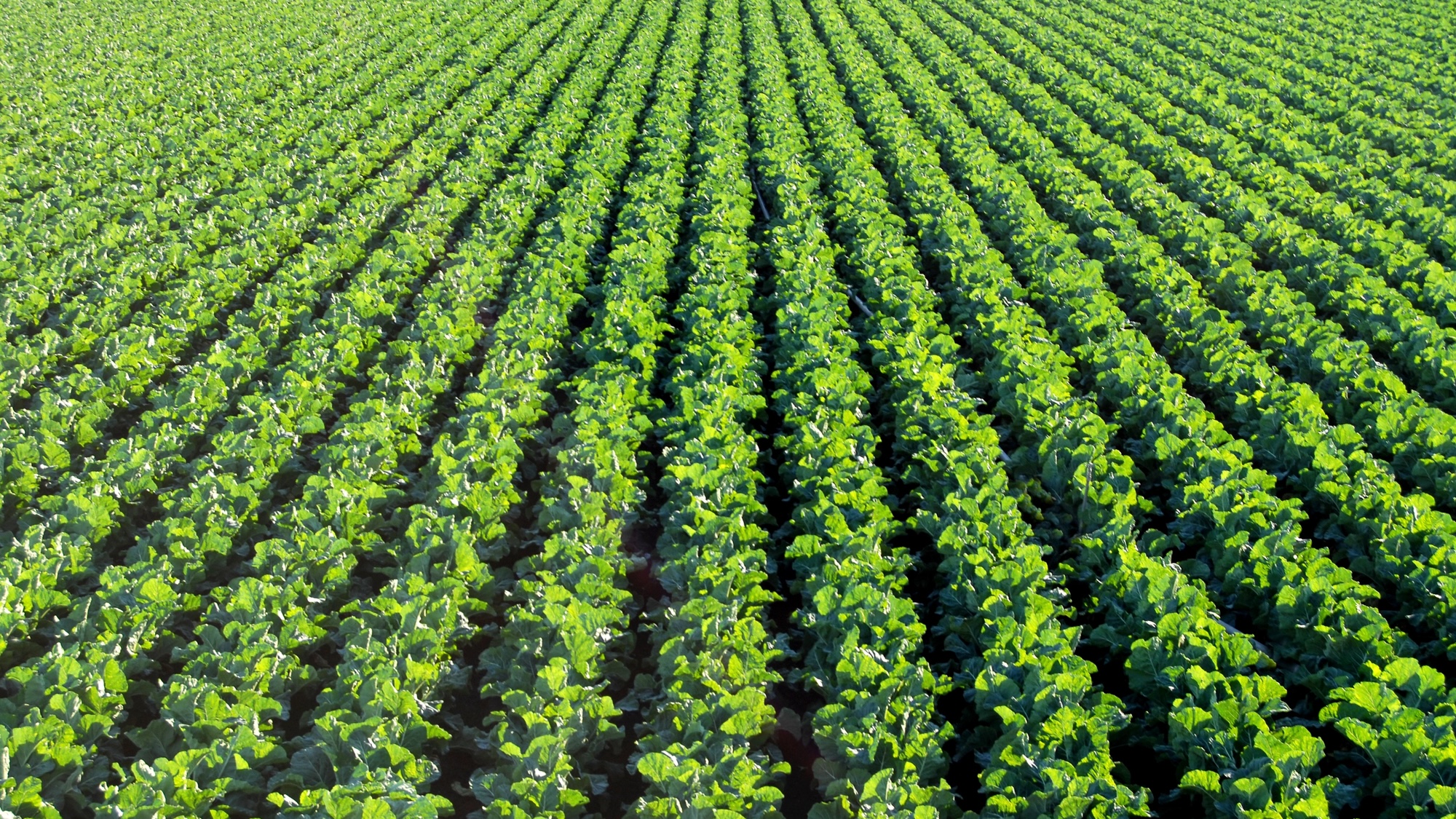 Spinach Fields