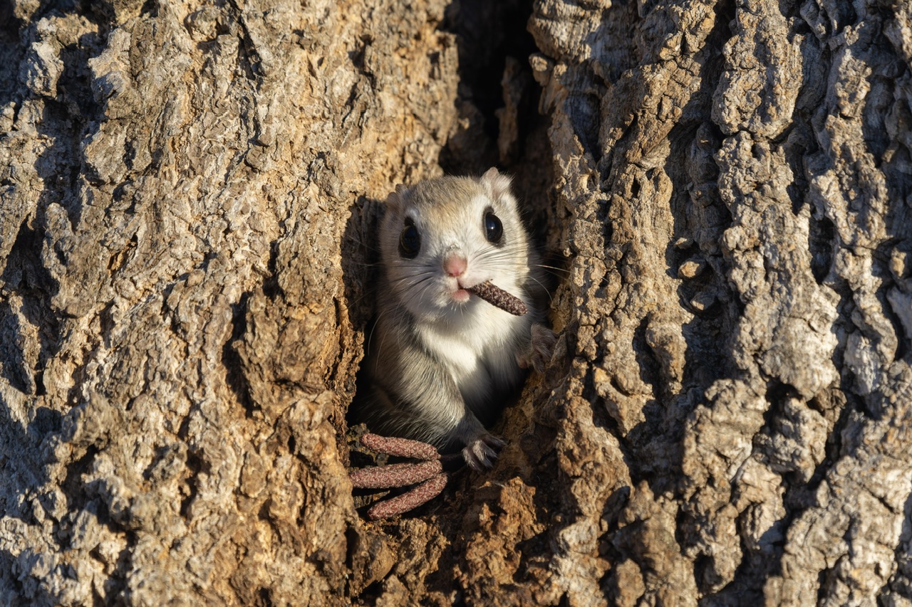 The Comedy Wildlife Photography Awards 2024 Takashi Kubo aobadai meguro Japan Title: Mafia Boss Description: It looked like he was sucking a cigar, and he looked like a mafia boss. Animal: flying squirrel Location of shot: Hokkaido Japan