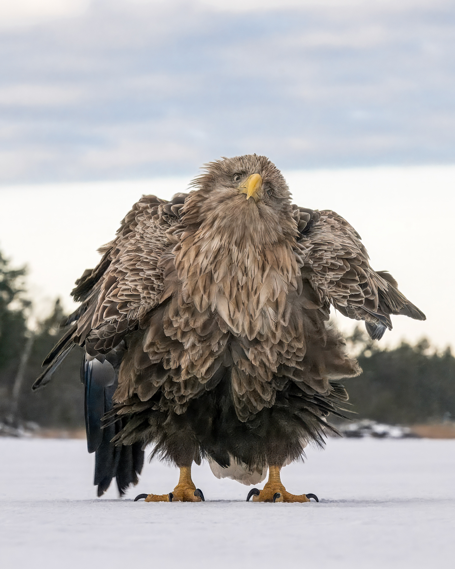 The Comedy Wildlife Photography Awards 2024 Tapani Linnanmäki Kustavi Finland Title: Shake, ruffle, rattle and roll! Description: In the picture, a white-tailed eagle is ruffling its feathers. The picture was taken with the Nikon Z9's autocapture feature. The camera is placed on top of the sea ice on top of a bag of nuts at the level of the ice. I couldn't believe my eyes when I saw this picture. There were more than ten funny poses and expressions in the photo series. Animal: White-tailed eagle Location of shot: Kustavi Finland