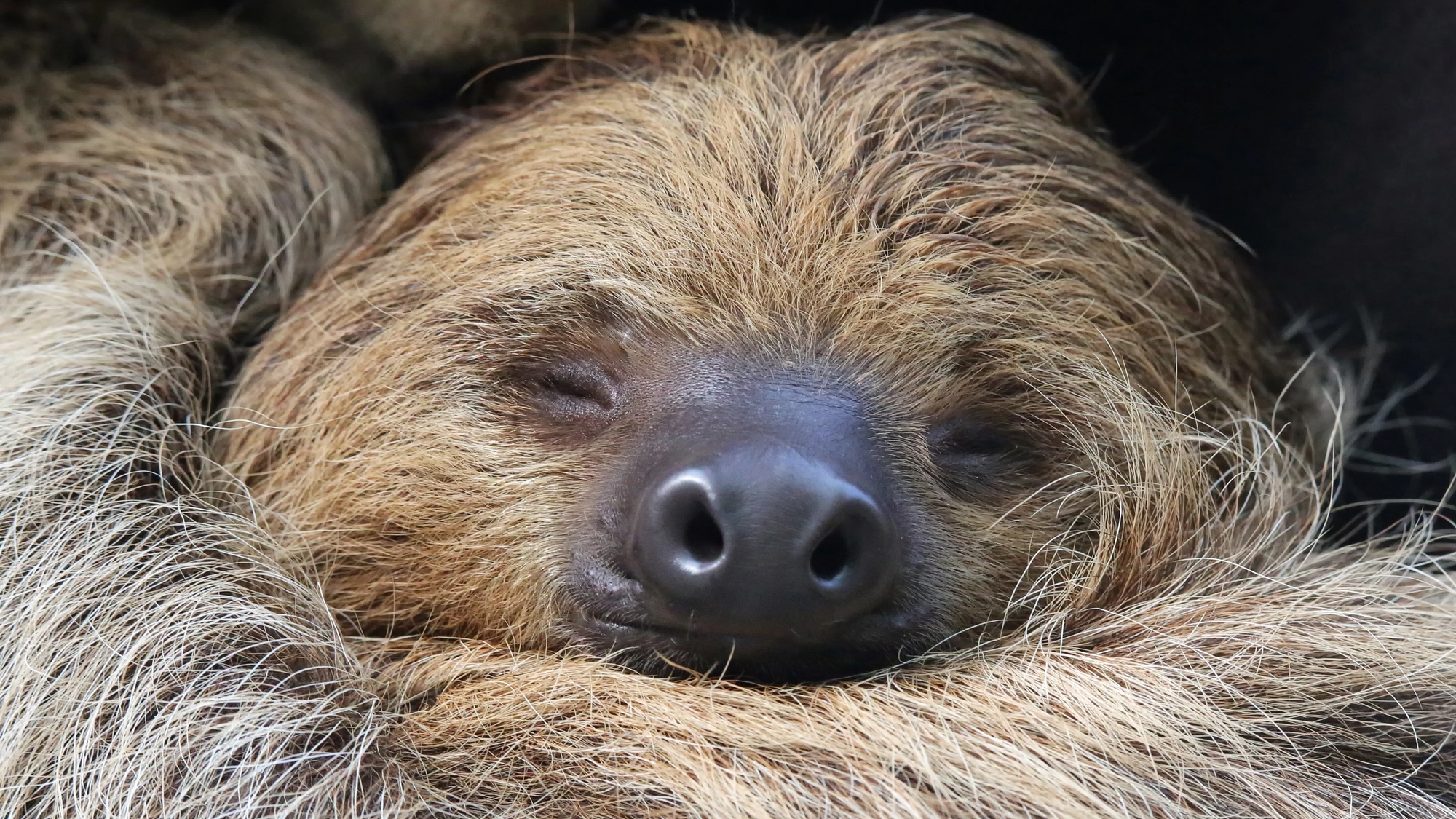 Two Fingered Sloth close-up