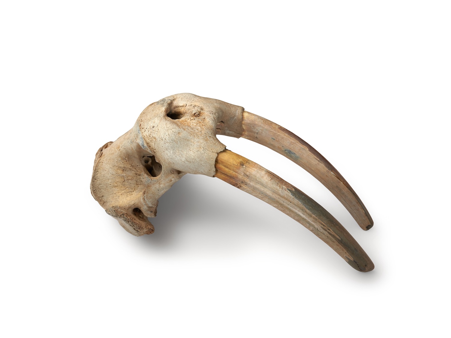 Walrus skull with tusks