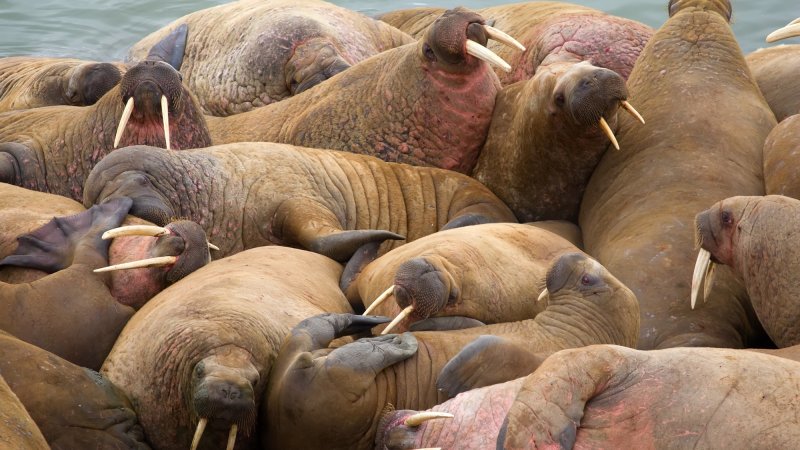 Group of Atlantic walruses (Odobenus rosmarus rosmarus) on haulout, Vaygach island, Barents sea