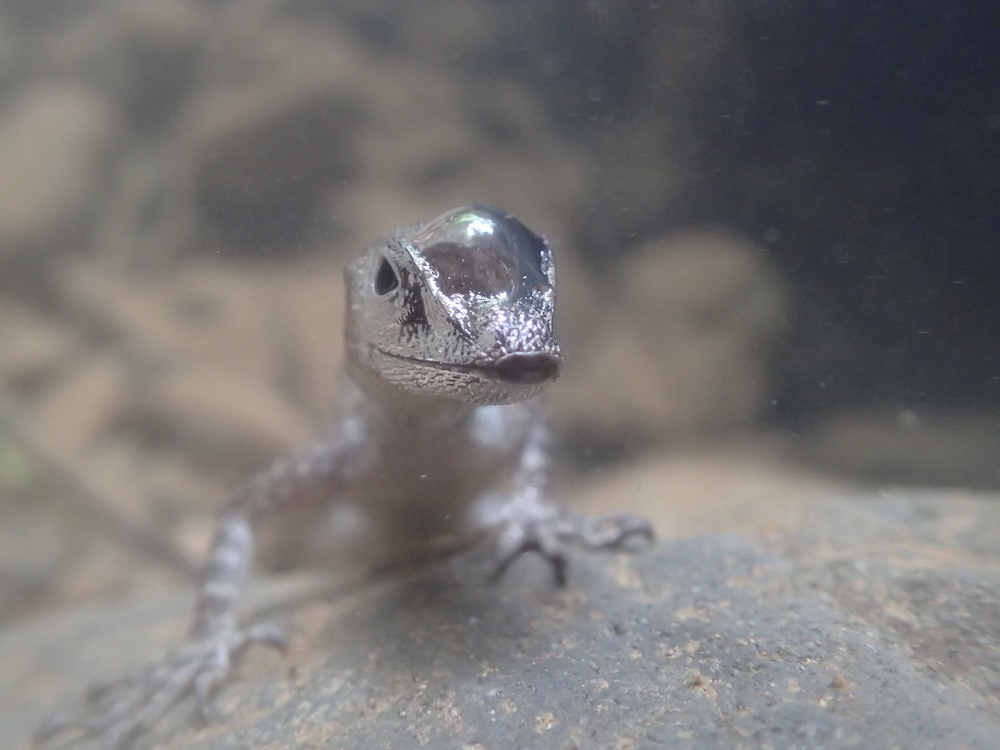 Science and Nature news Water anole using air bubble to breathe underwater