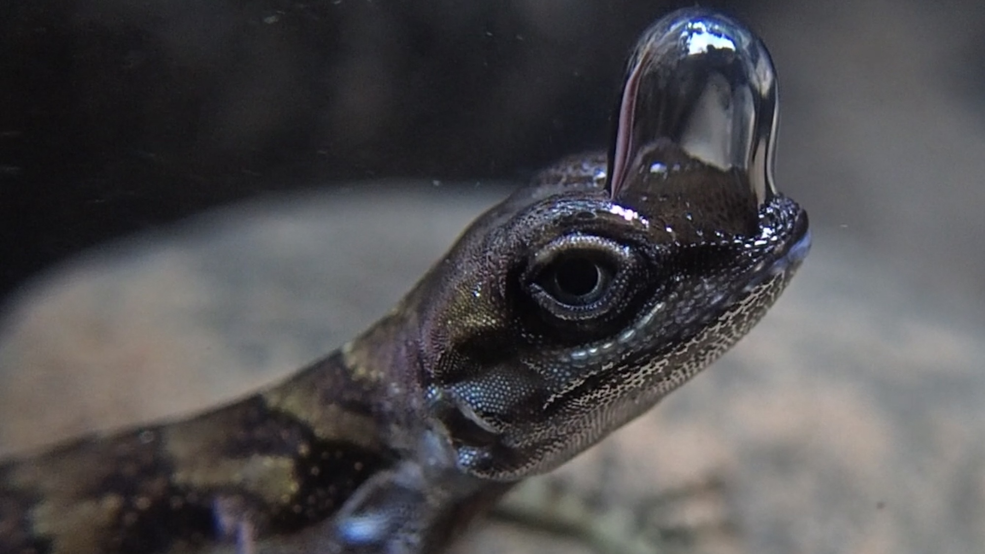 Science and Nature news Water anole breathing through air bubble underwater