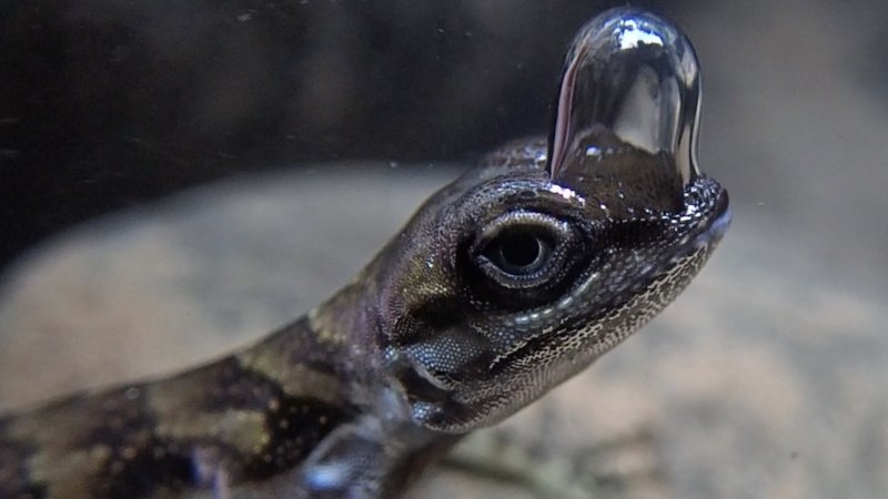 Water anole breathing through air bubble underwater