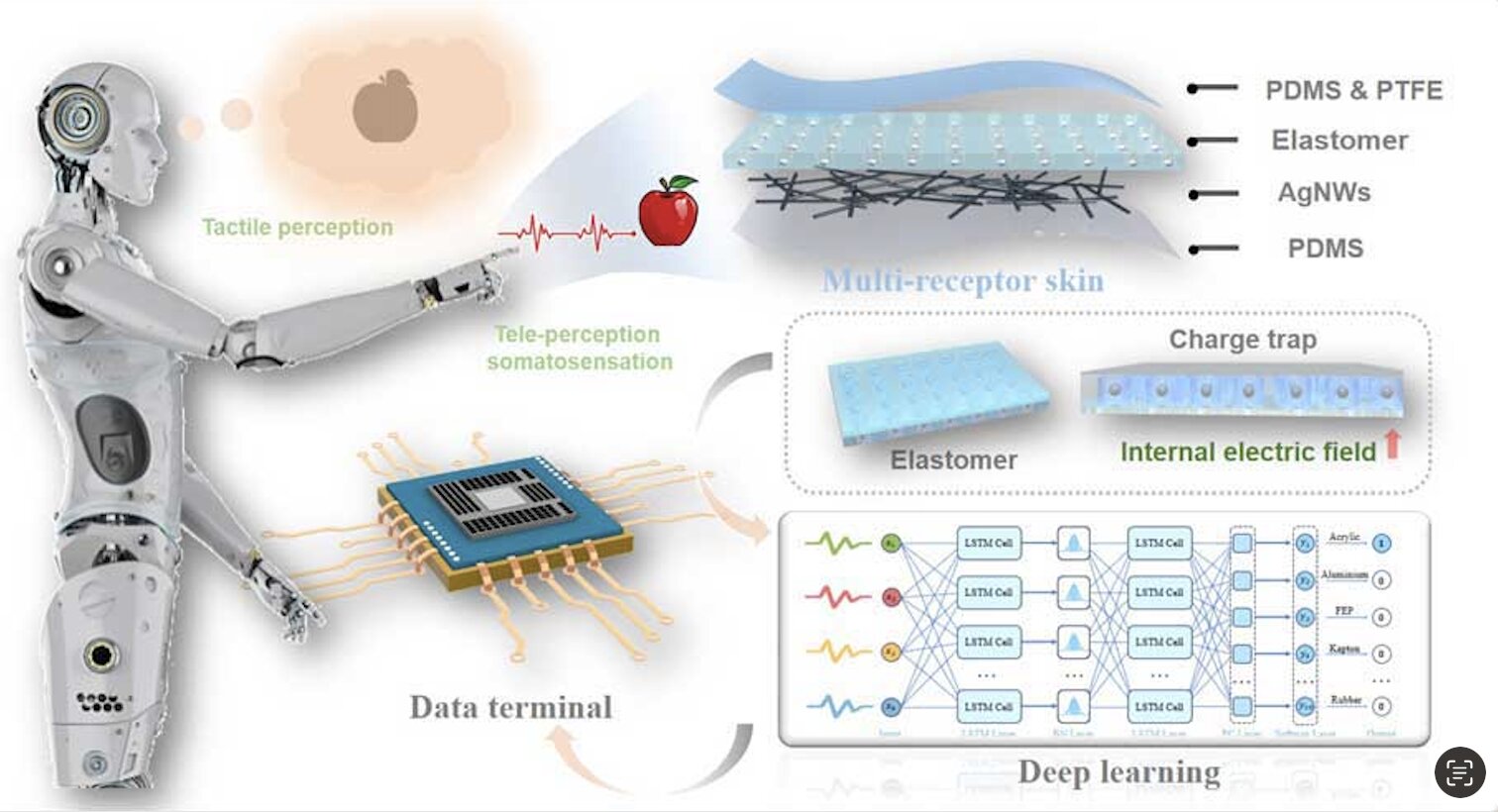 Roughly illustration of the team's multi-receptor skin concept. Credit: Du et al