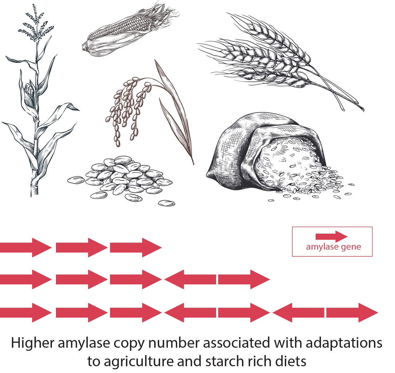 a diagram showing that more amylase genes means better carb digestion