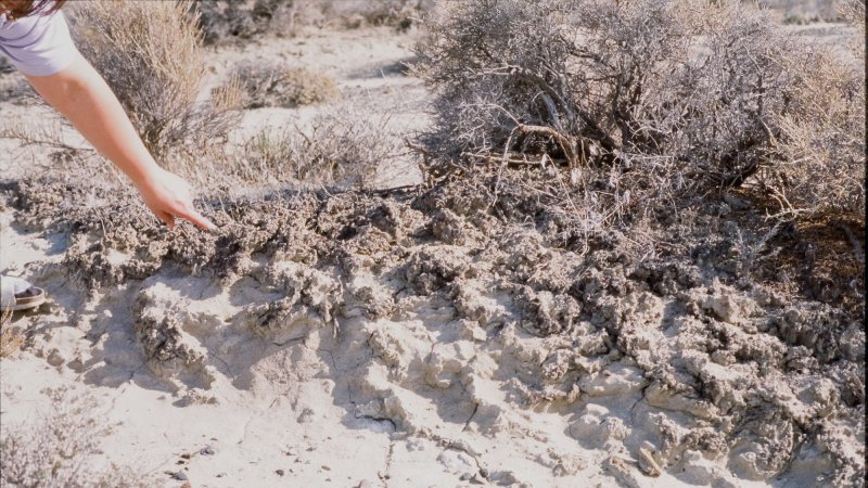 The communities of soil microbes known as biocrusts are common in arid ecosystems.