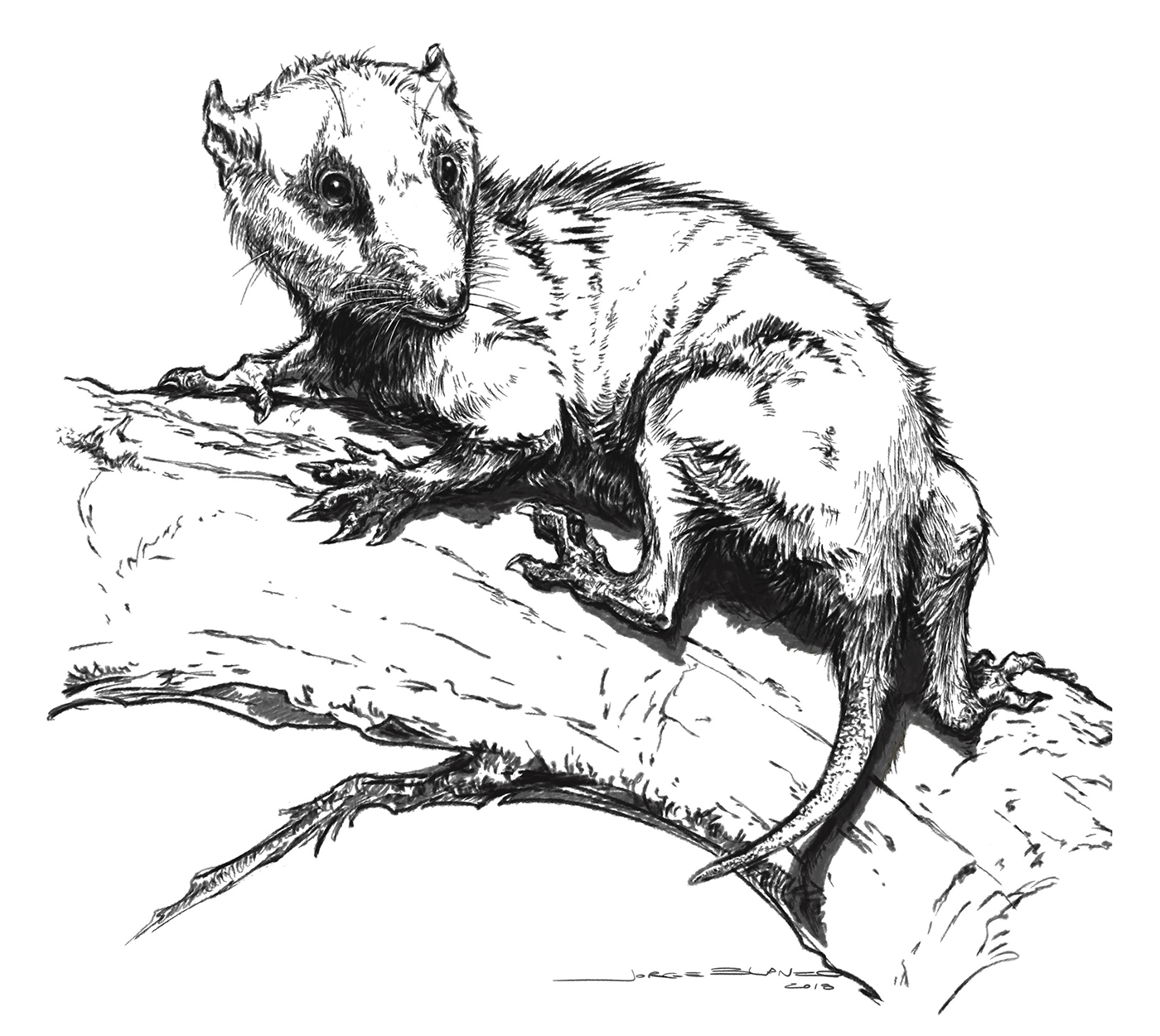 a small early mammal with a badger-like face and rodent-like body