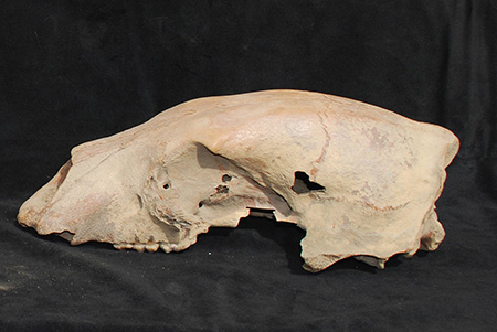 Science and Nature news an ancient polar bear skull