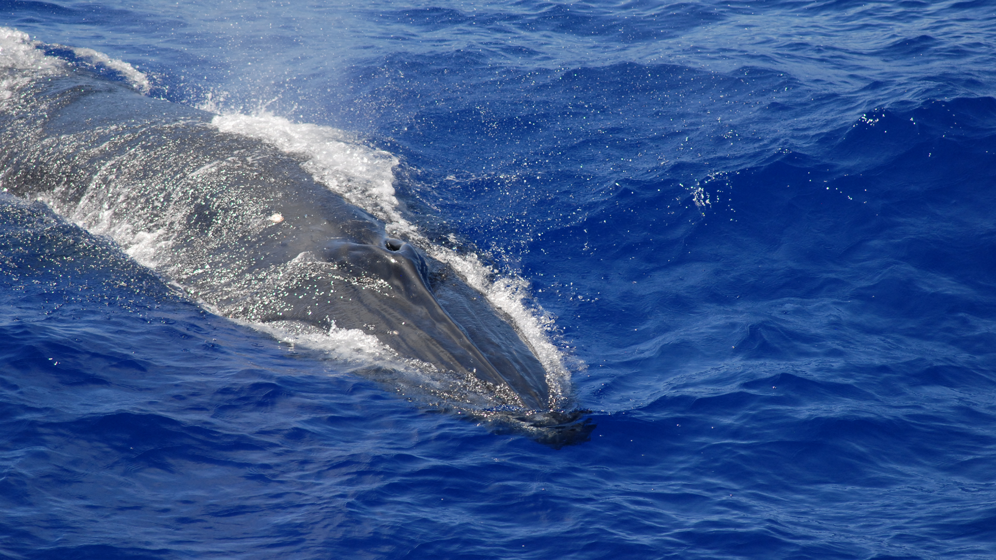 Elusive whale&#8217;s vocalization could be their version of &#8216;Marco Polo&#8217;