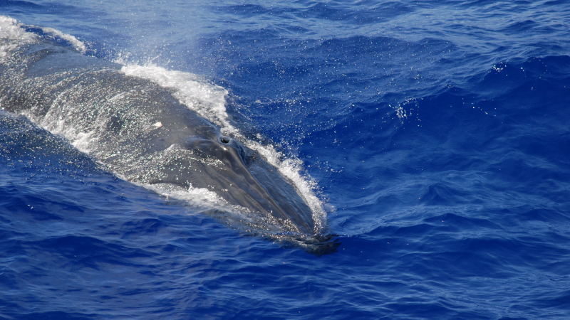 a Byrde's whale surfaces to breathe in the Pacific Ocean