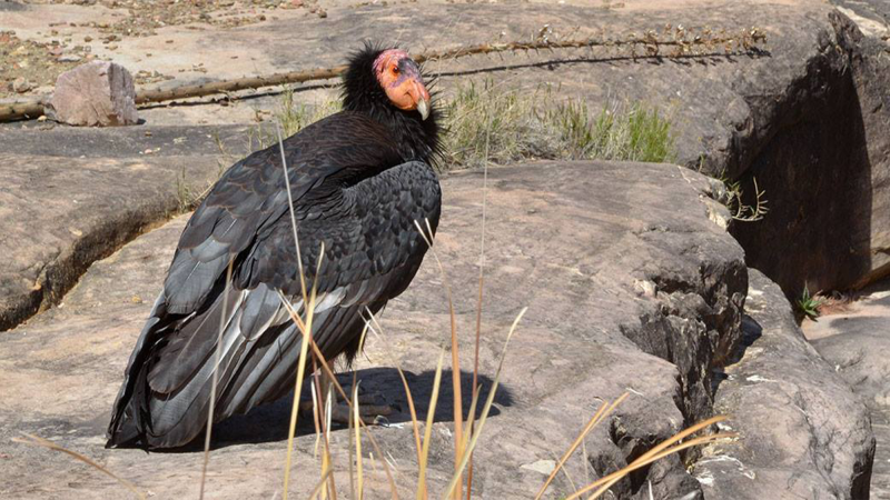 a condor, a large bird with black plumage, stands near a creek