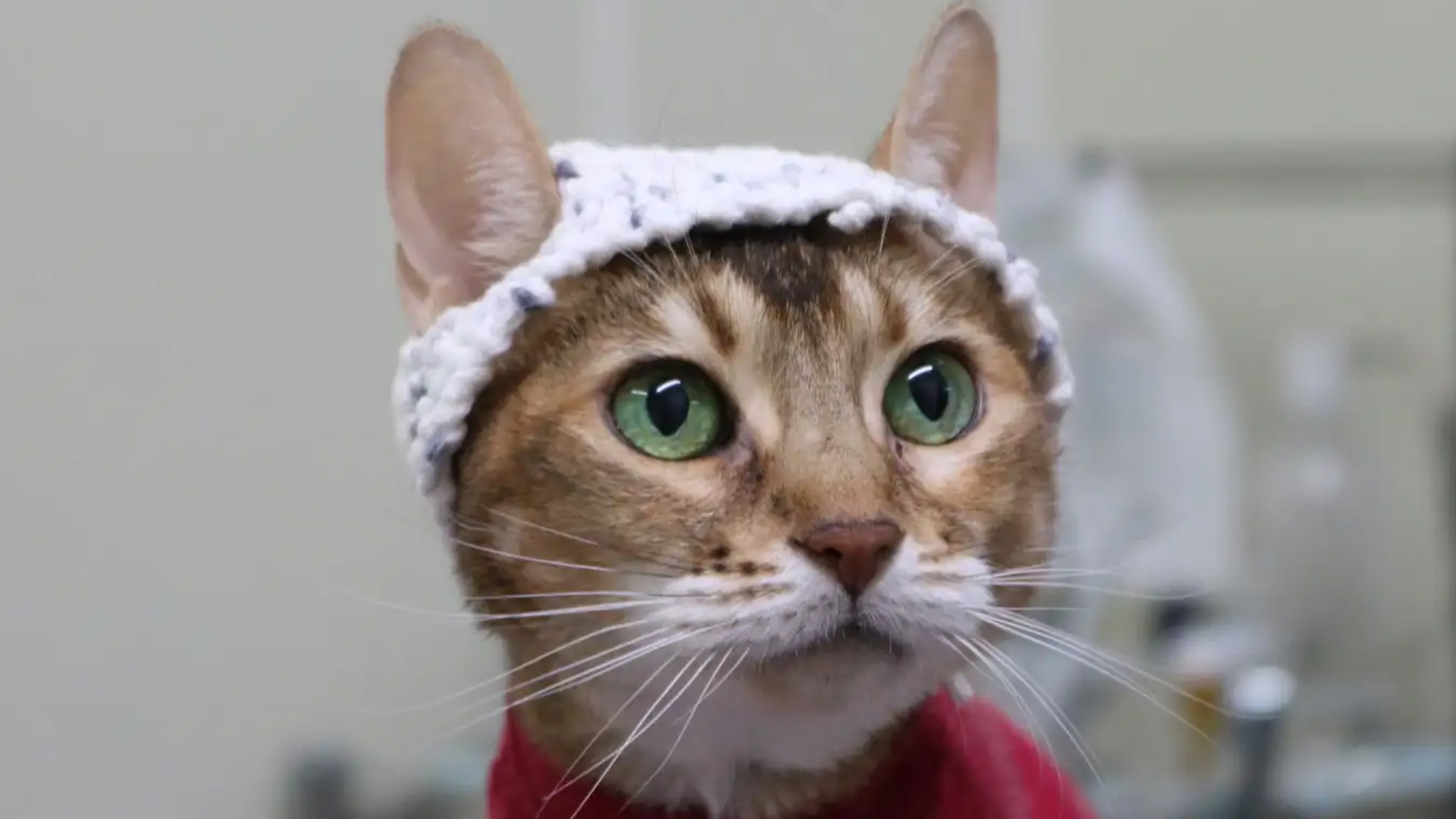 Researchers put little hats on cats to measure their brainwaves