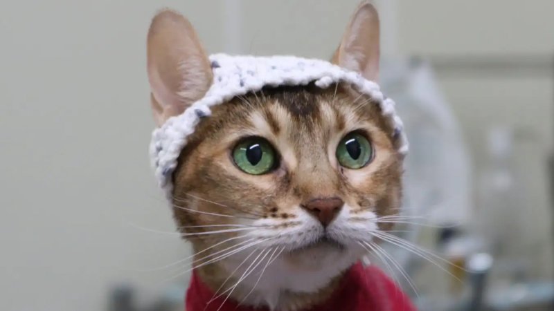 beanie for cat