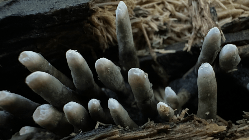 dark and finger-like fungi arise from under a piece of wood