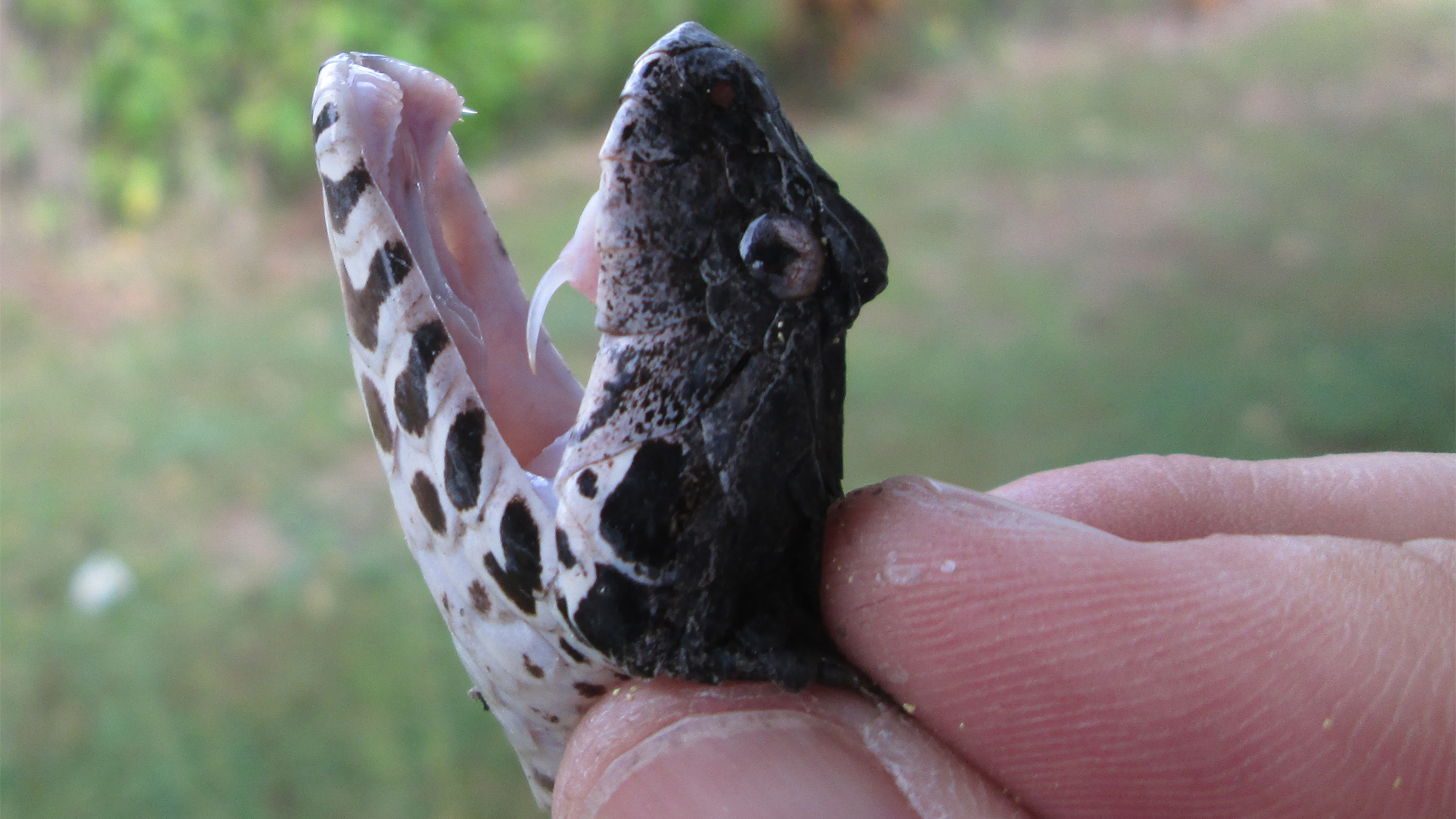 a snake with an open mouth and visible fangs