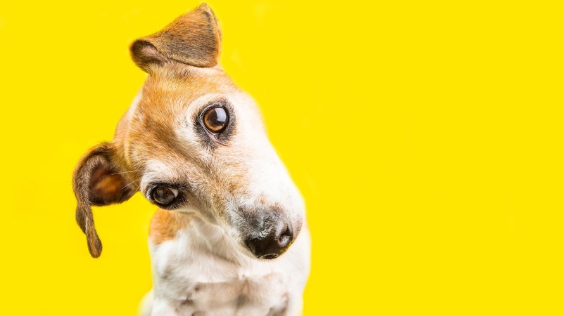 surprised Jack Russell terrier portrait on yellow background.