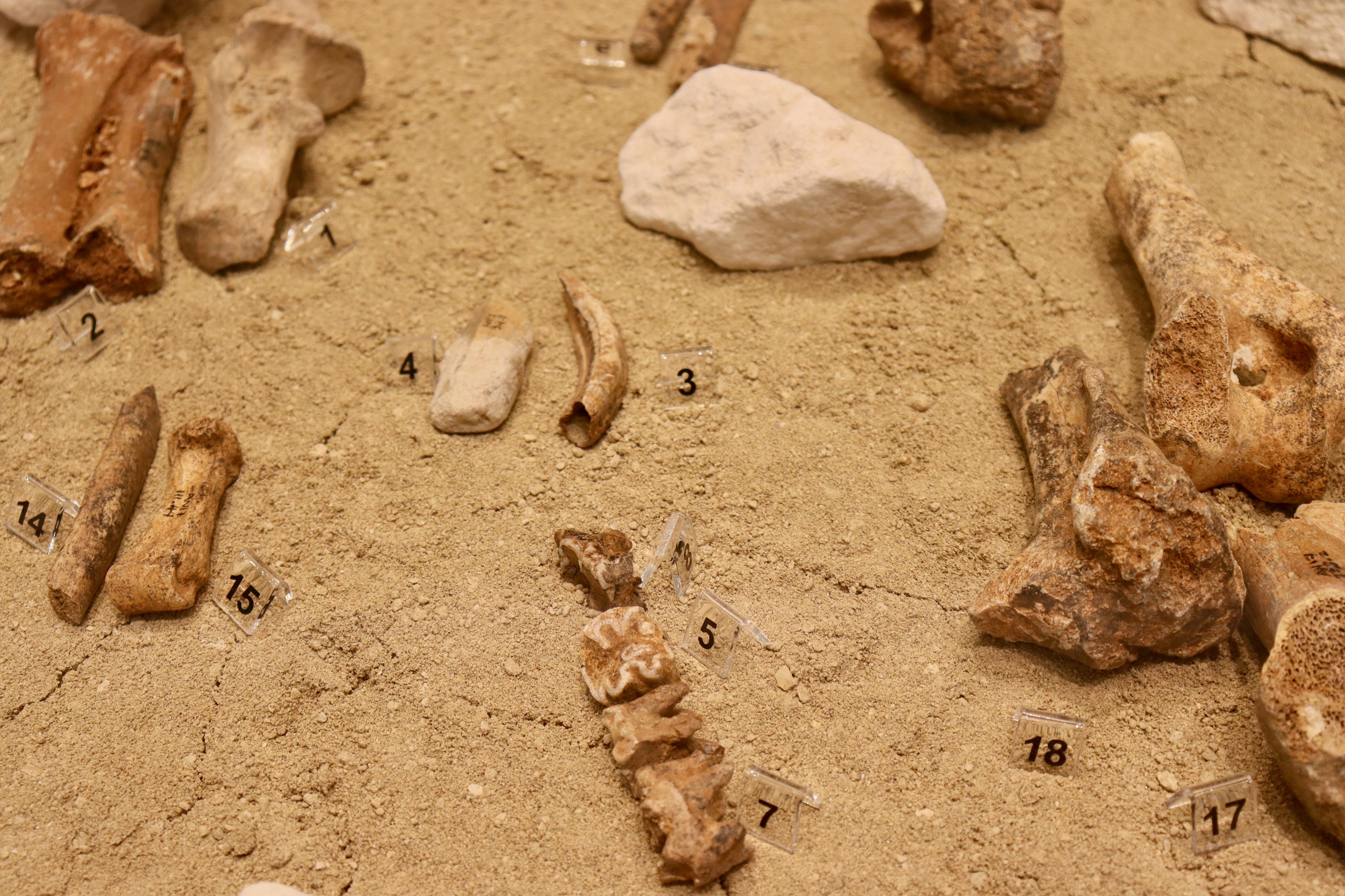 fossilized remains of dwarf elephants laying in dirt