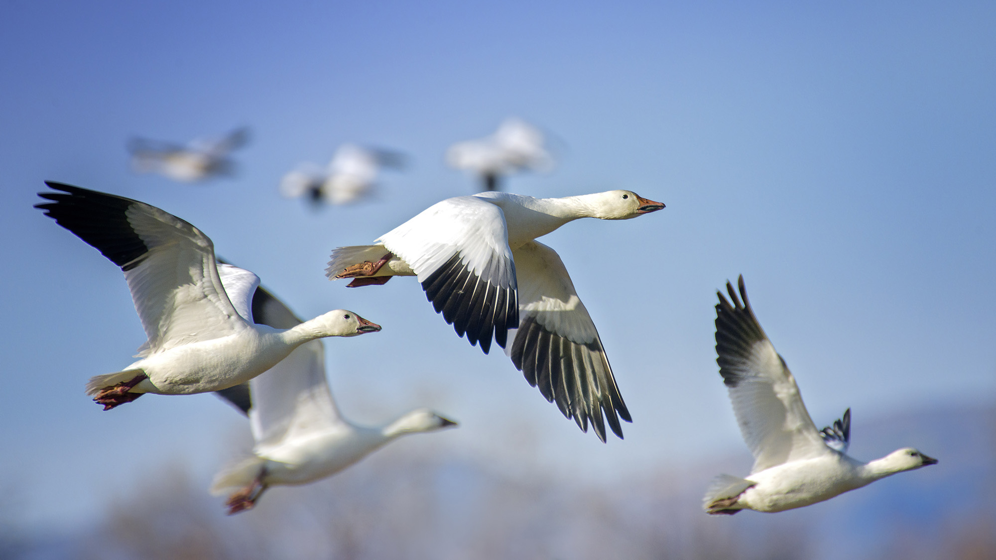 Group of Snow Geese in elegant flight against blue sky at Bosque del Apache wildlife refuge in New Mexico in winter.